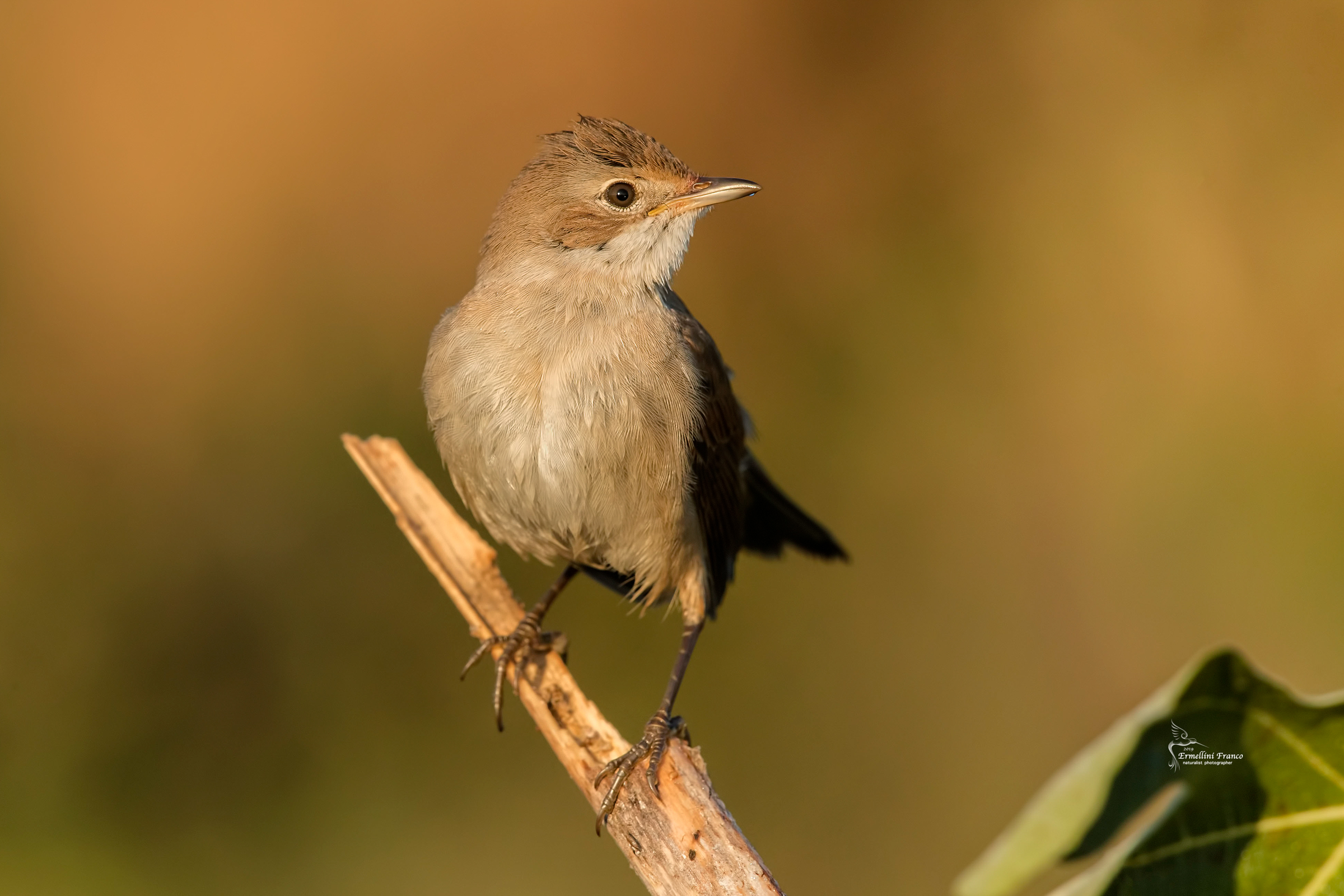 Sterpazzola di primo mattino