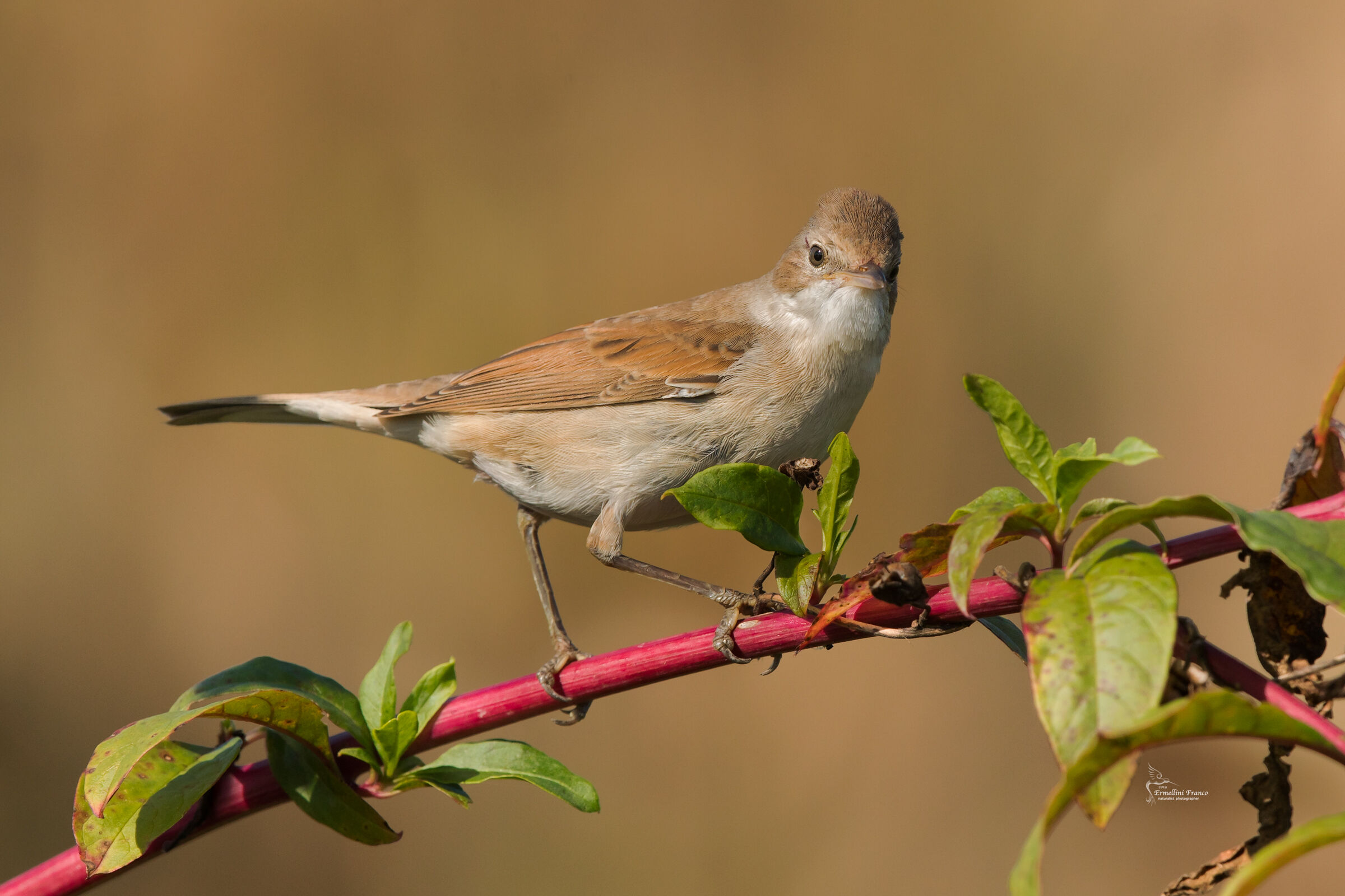 Sterpazzola di primo mattino