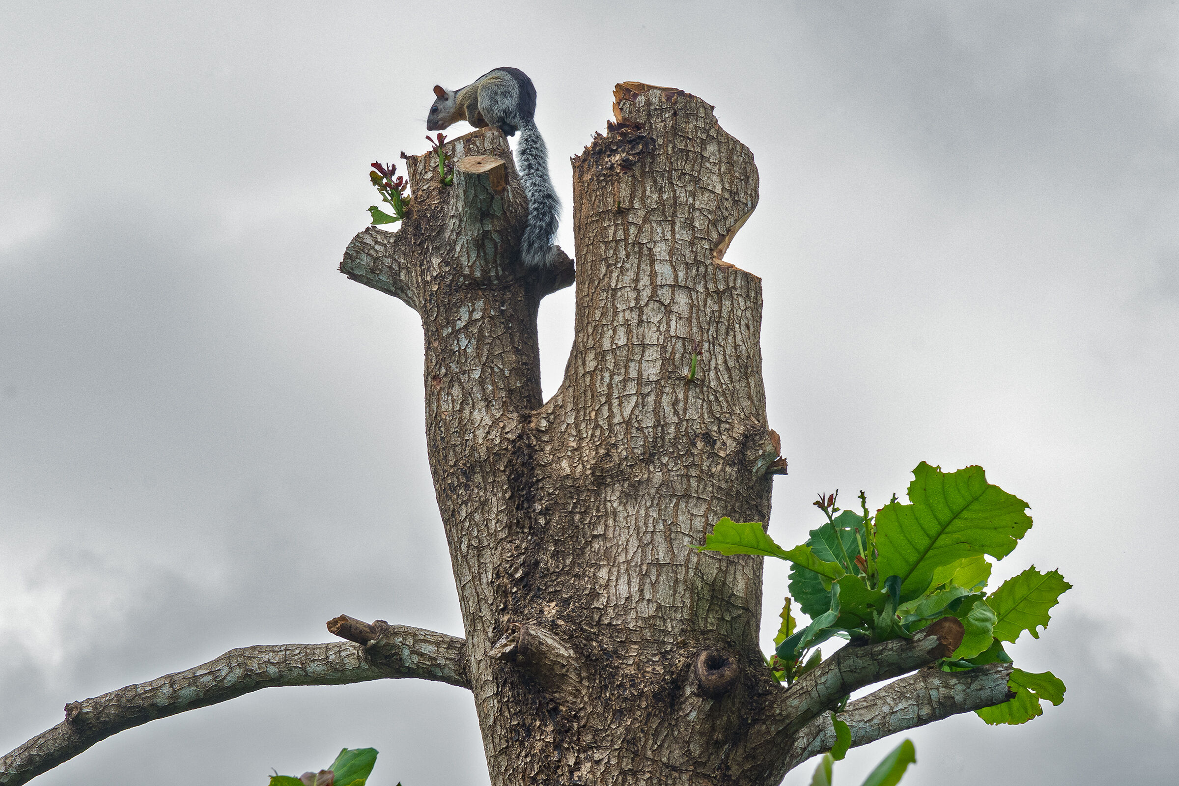 In search of the nest