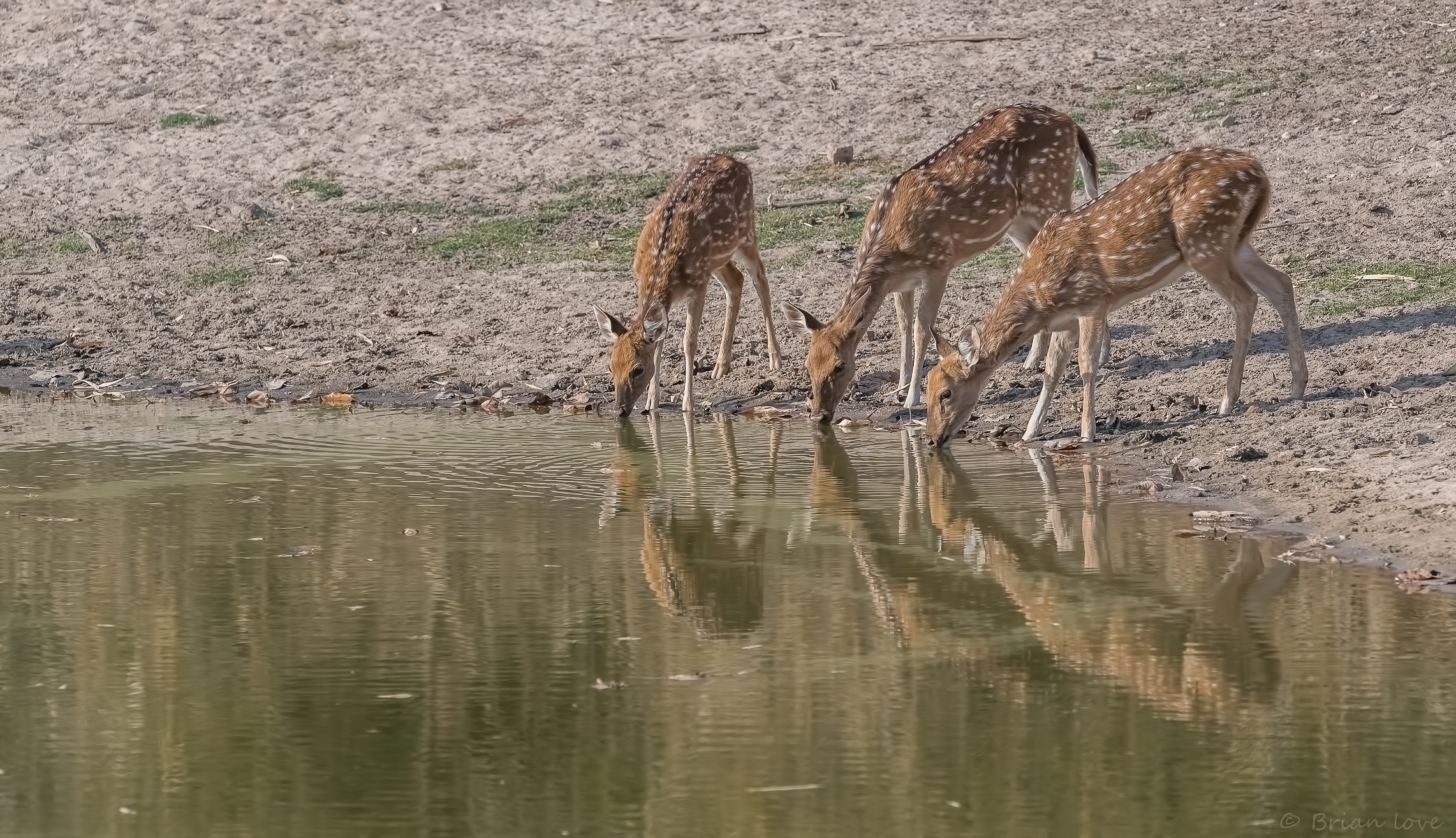 Elezioni del Chita/Cheetal (asse dell'asse),