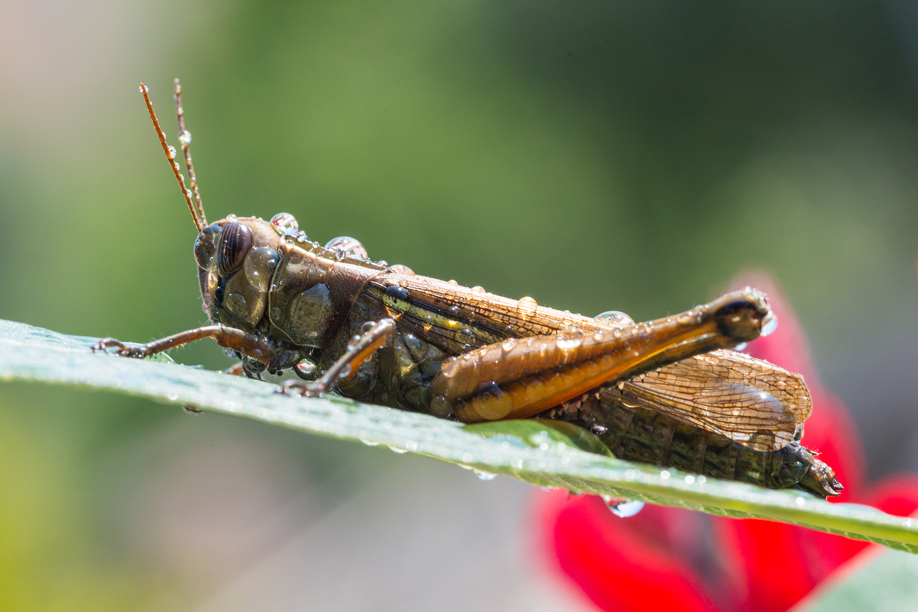 grasshopper after the summer rain