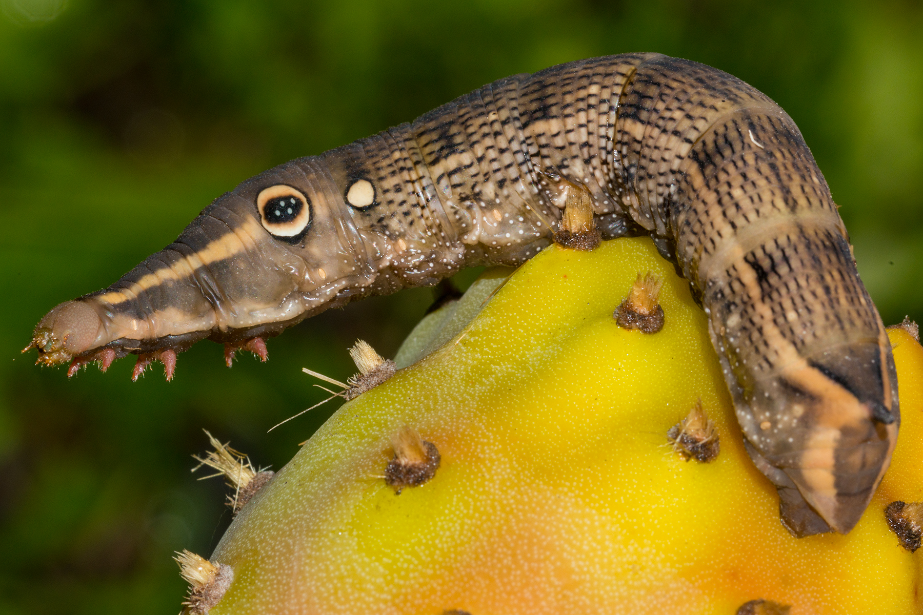 Caterpillar on prickly pear