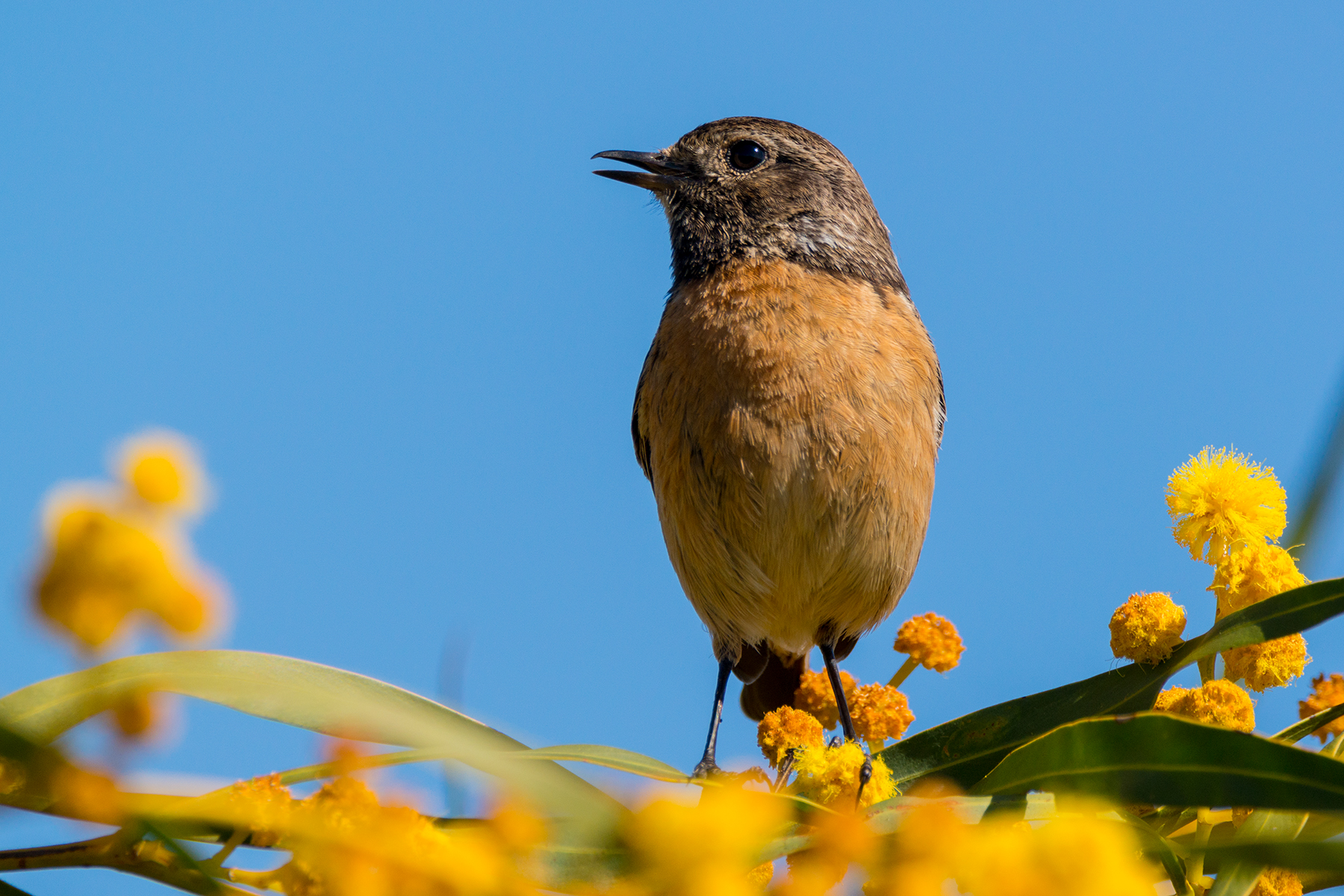 Saltimpalo on mimosa