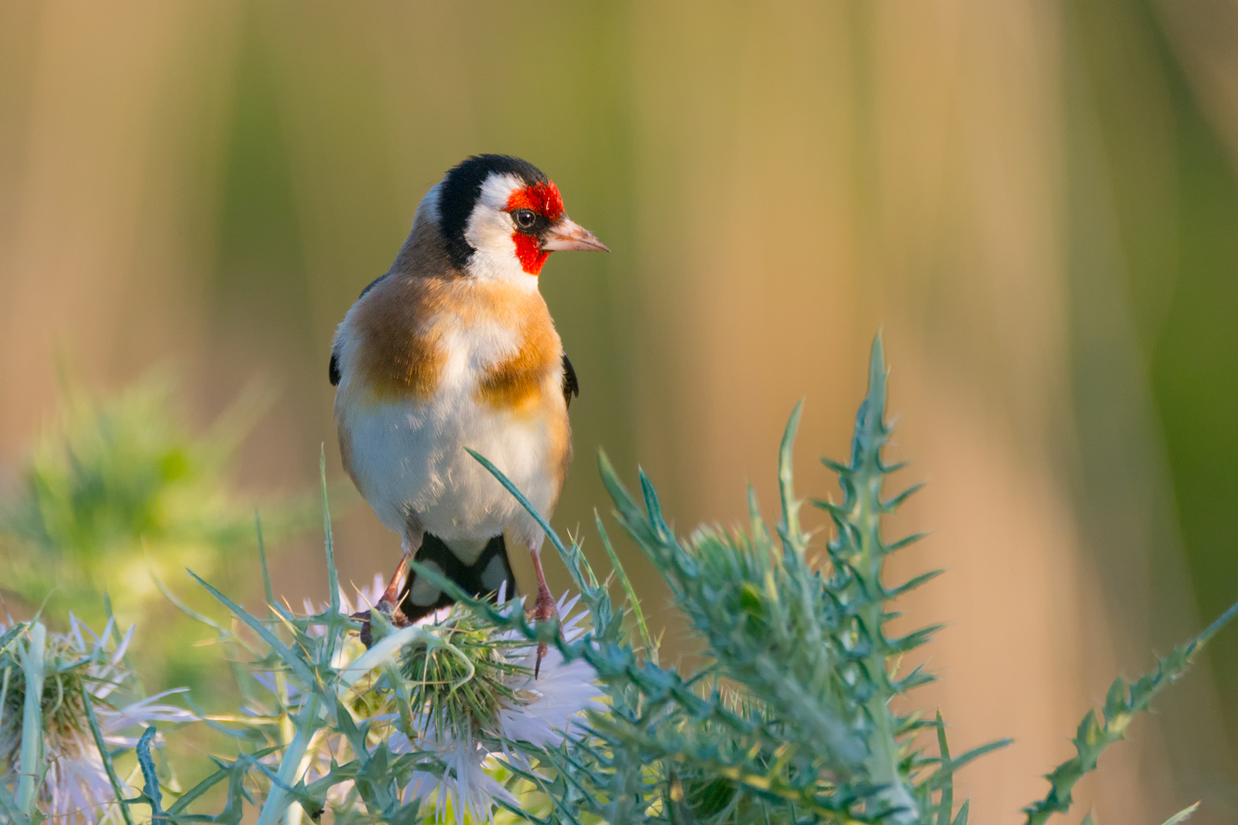Cardellino on thistle