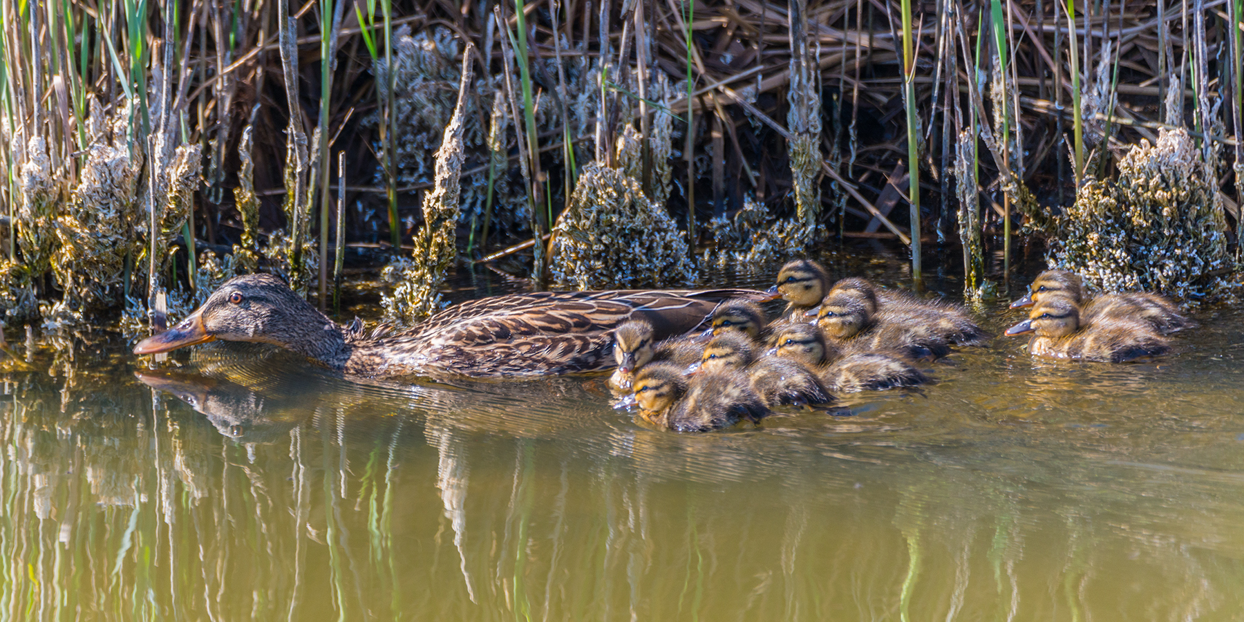 Royal German with brood