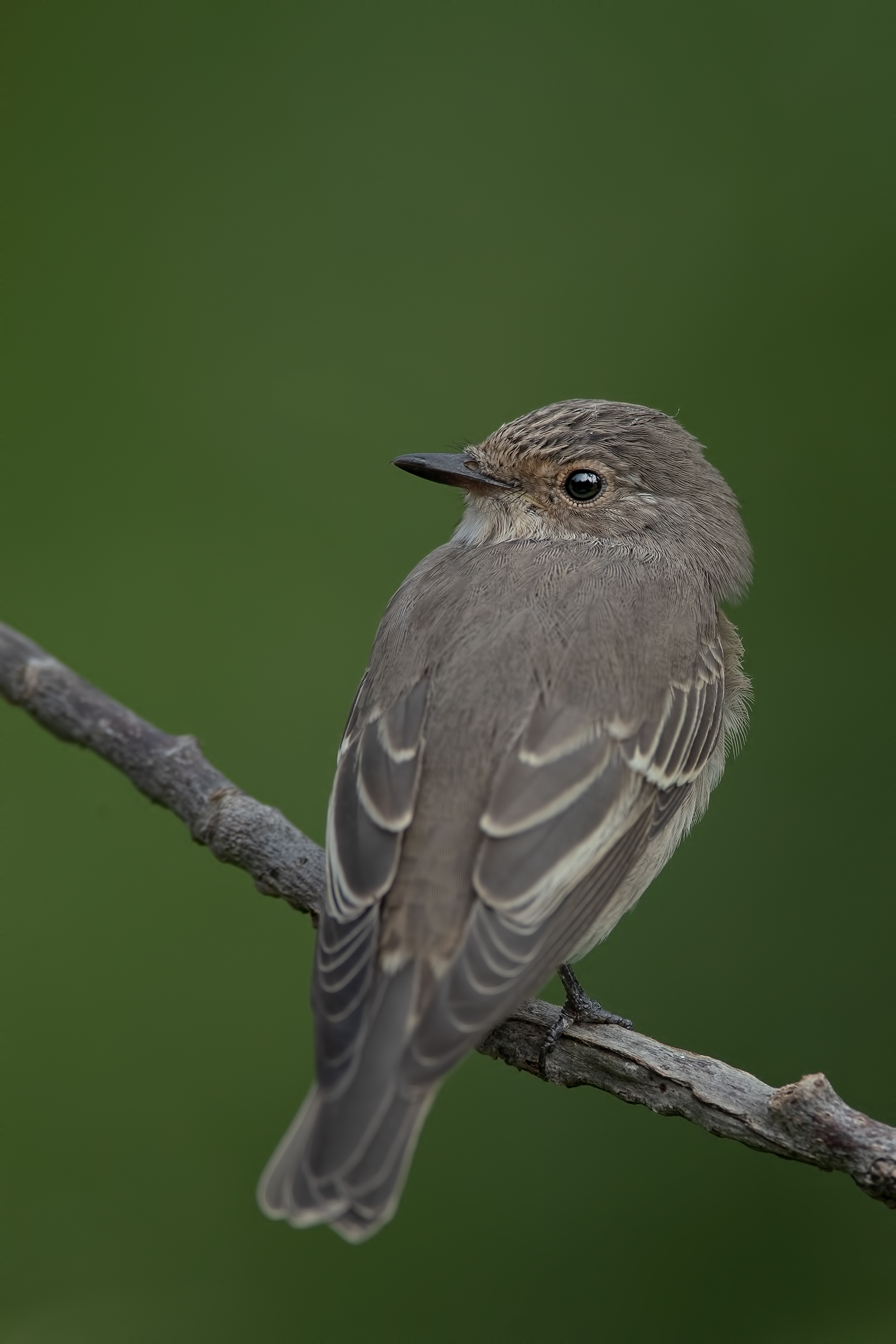 Ritratto di Pigliamosche