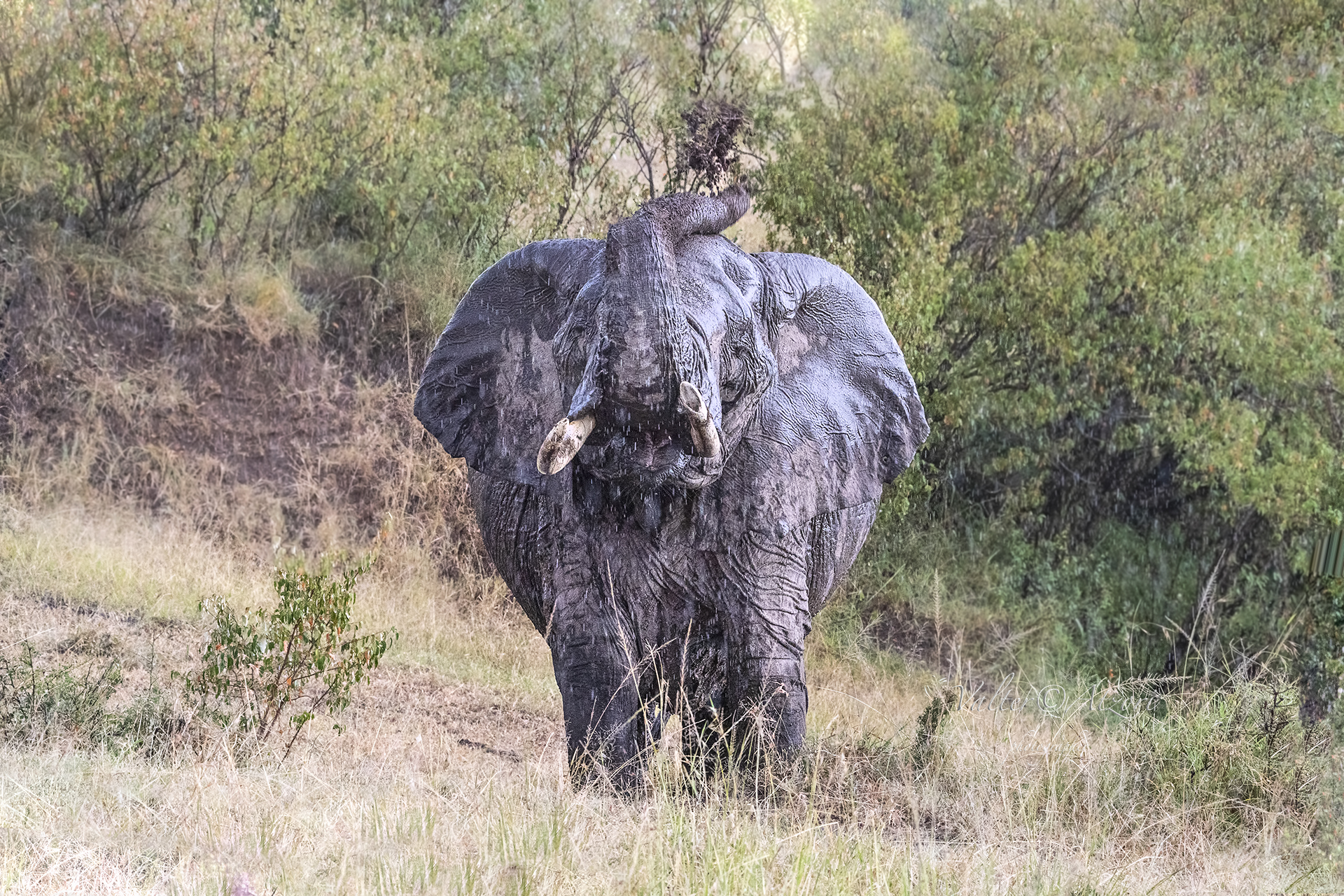 the elephant covers itself with earth after bathing