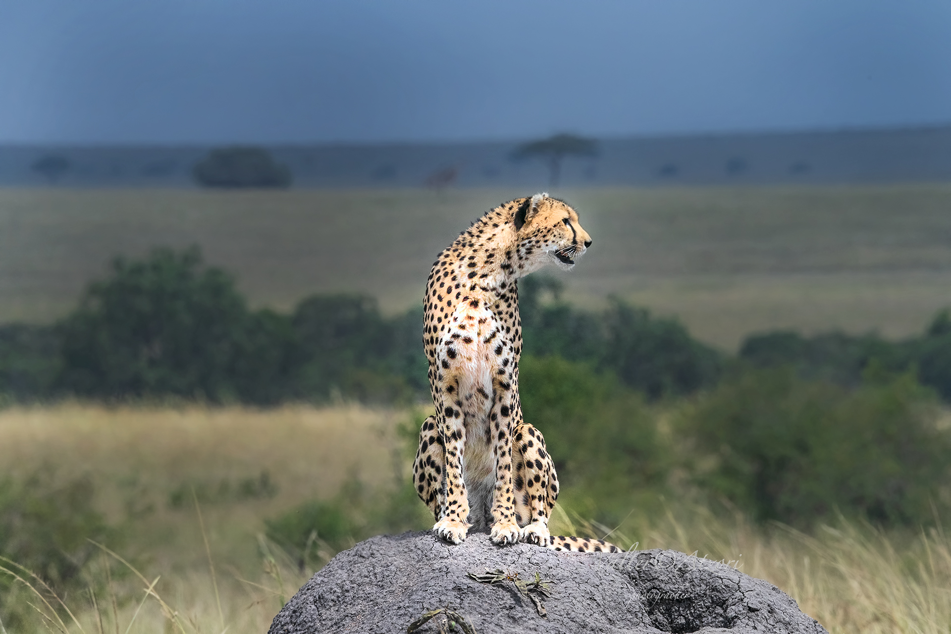 The Cheetah