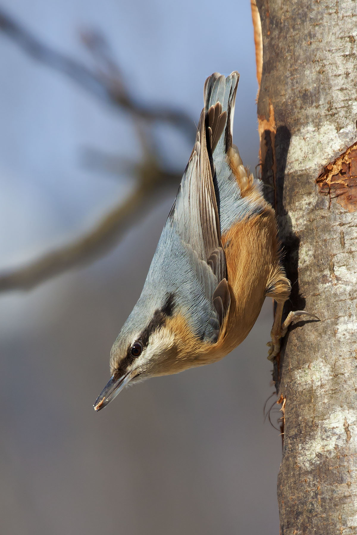 nuthatch