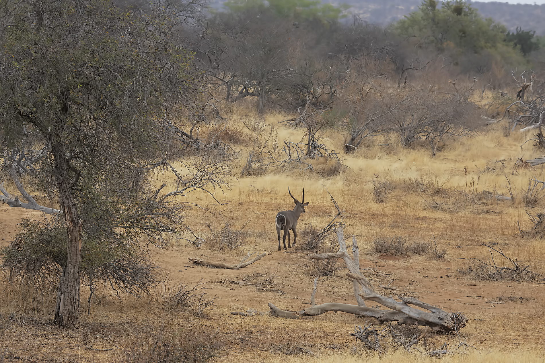 Waterbuck, Undisposition