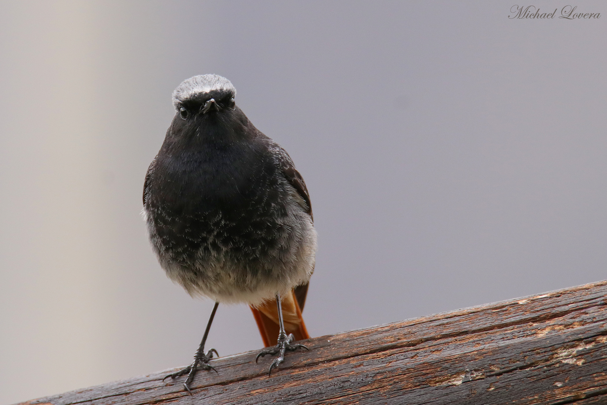 Codirosso Chimney Sweep