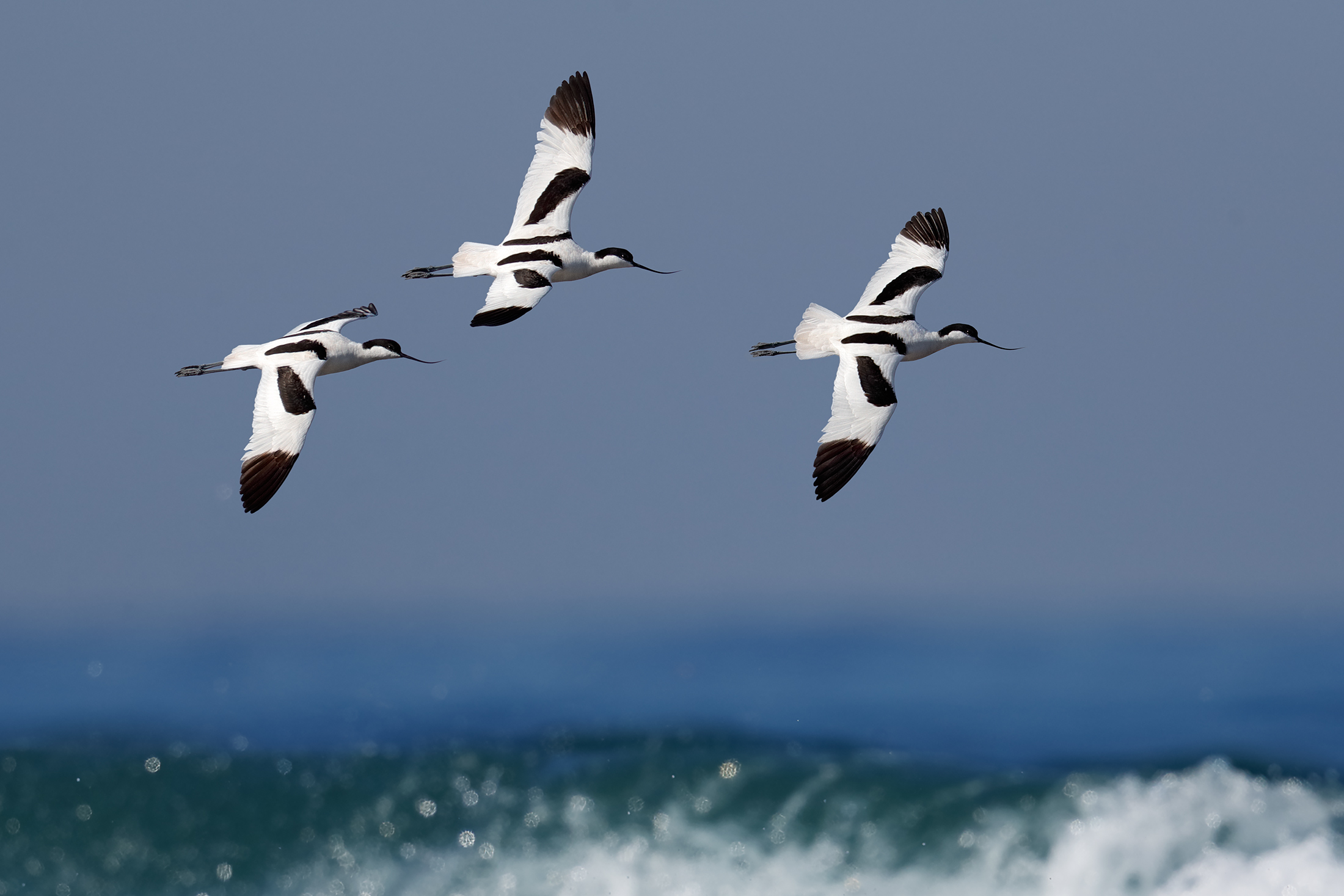 Spring migration avocettes
