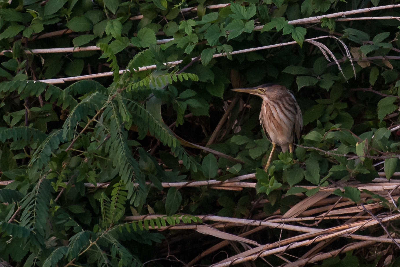 my first Tarabusino!