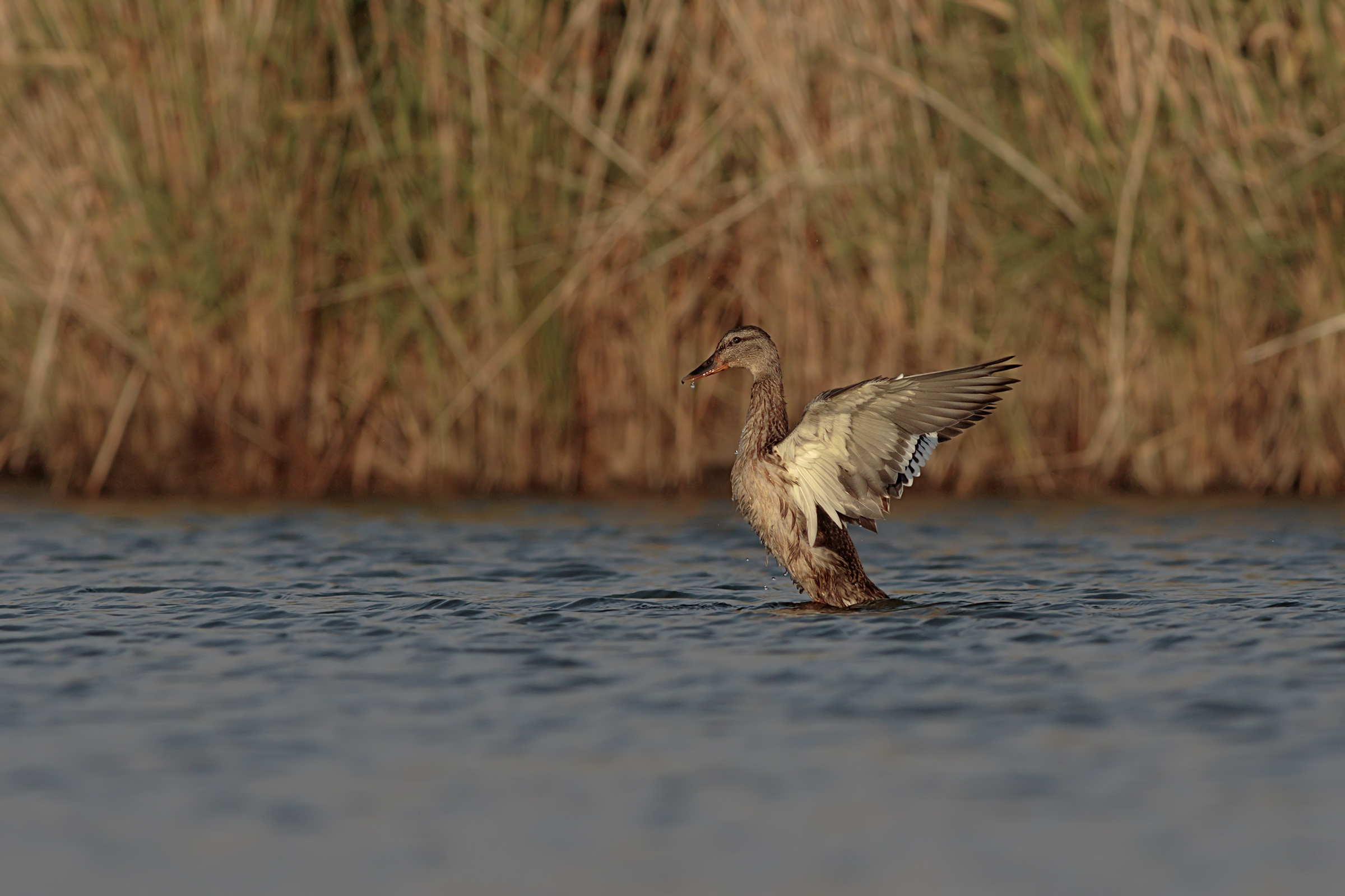 Female of Royal German
