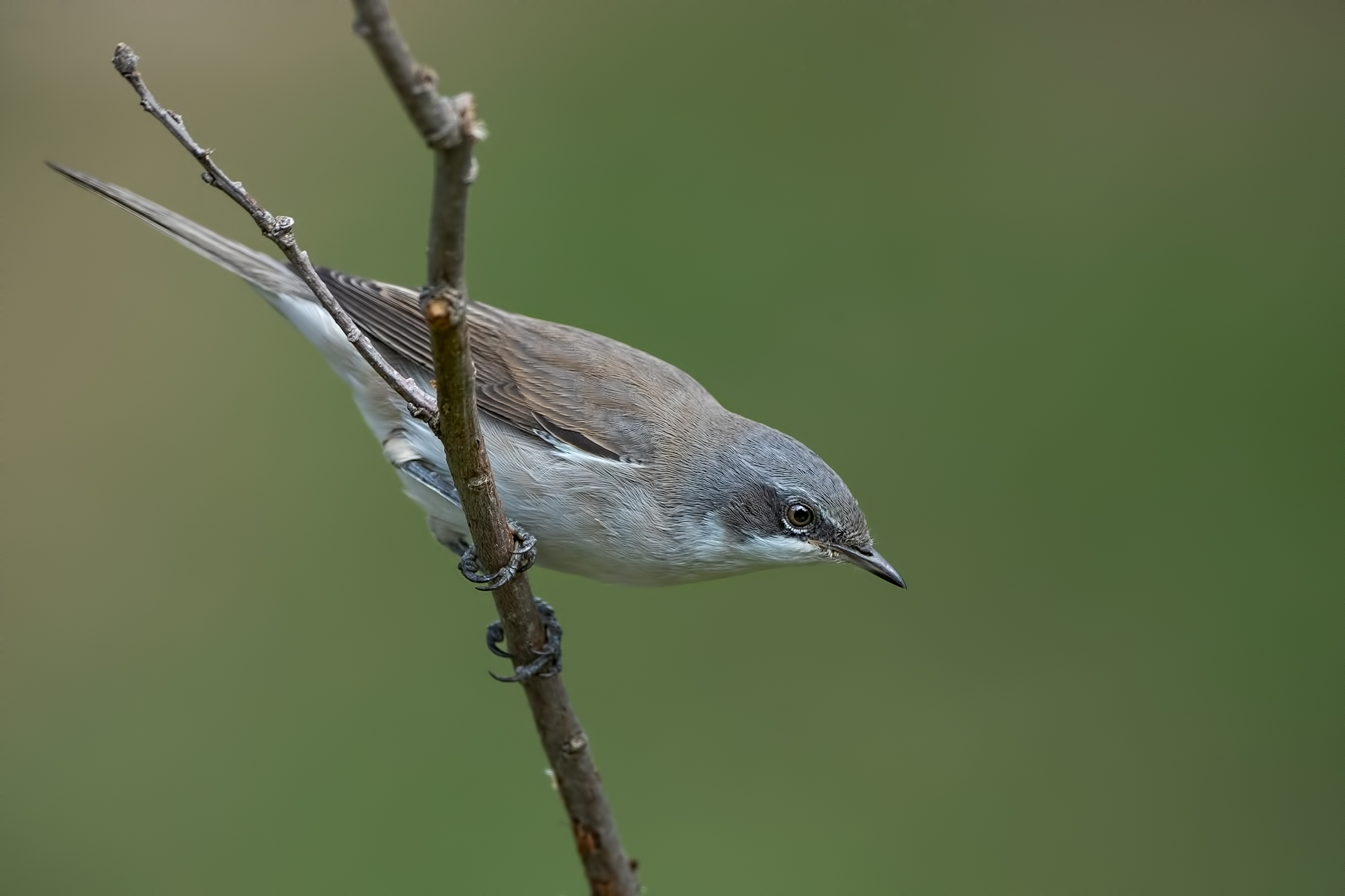 Bigiarella pronta allo slancio