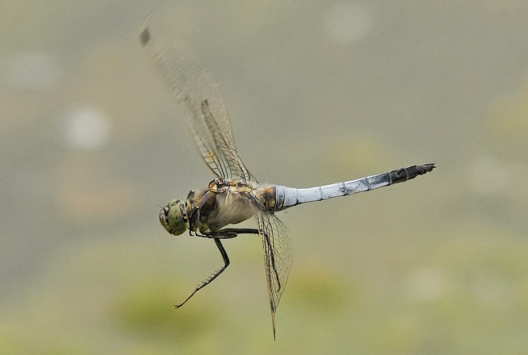 Al volo con tanta pazienza!!