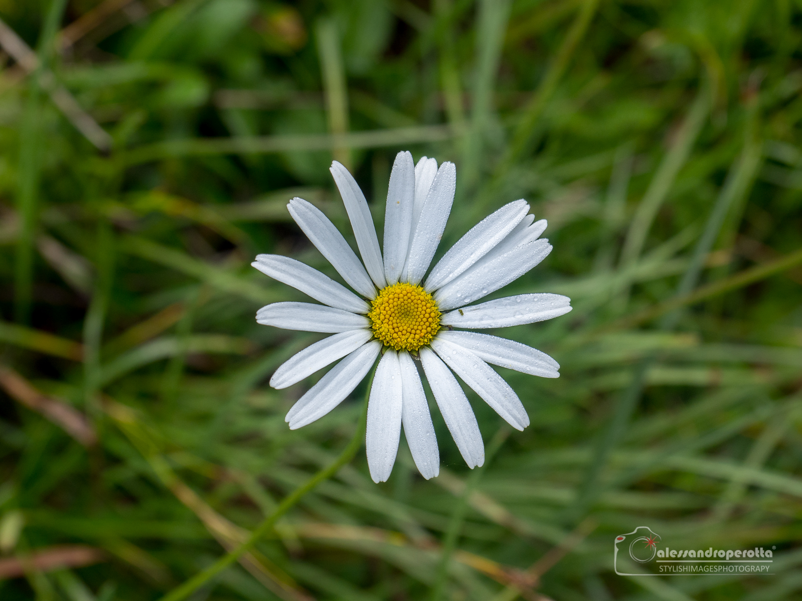 Does he love me or don't he love me?