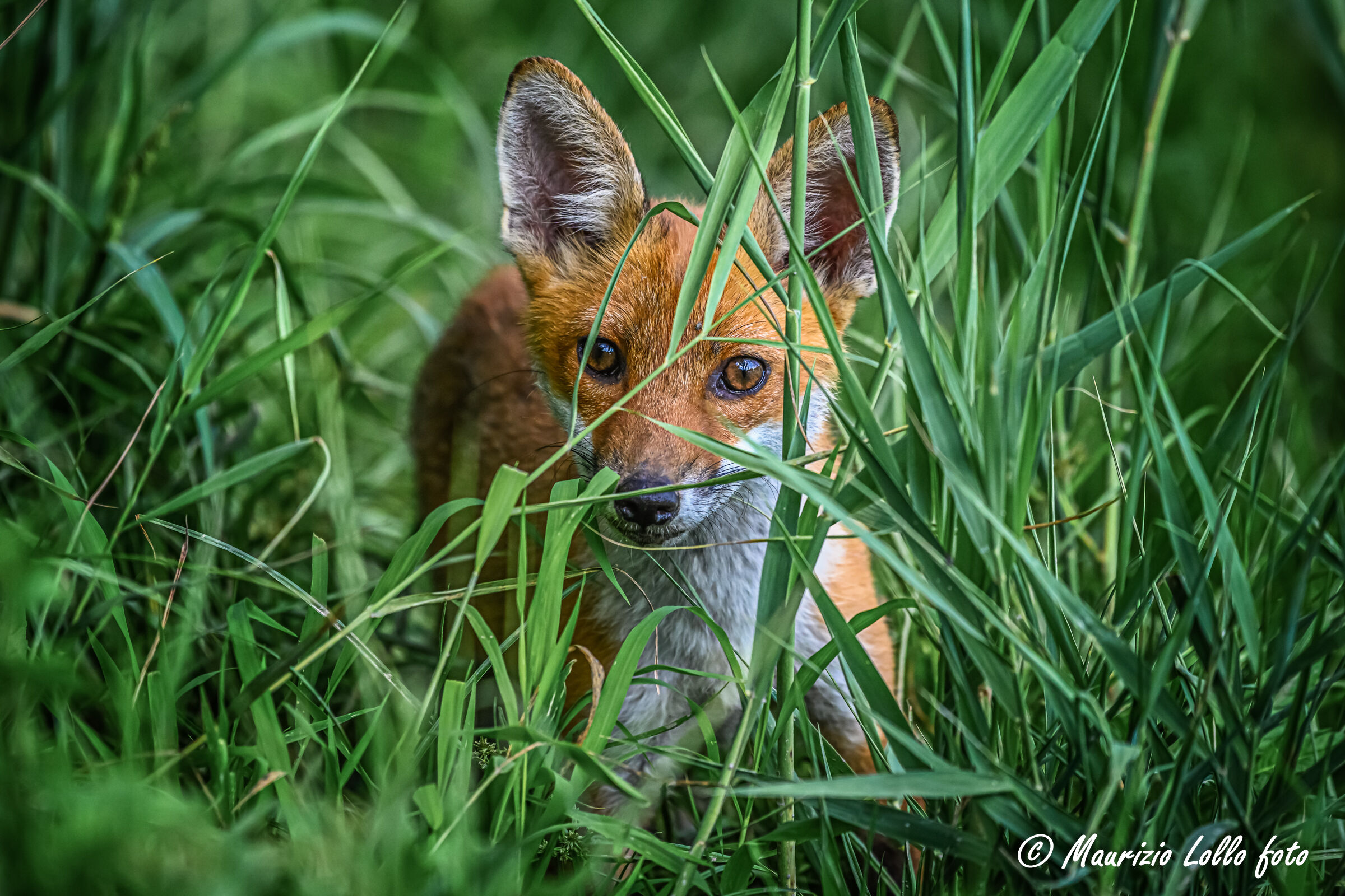 I see you, I see you ...