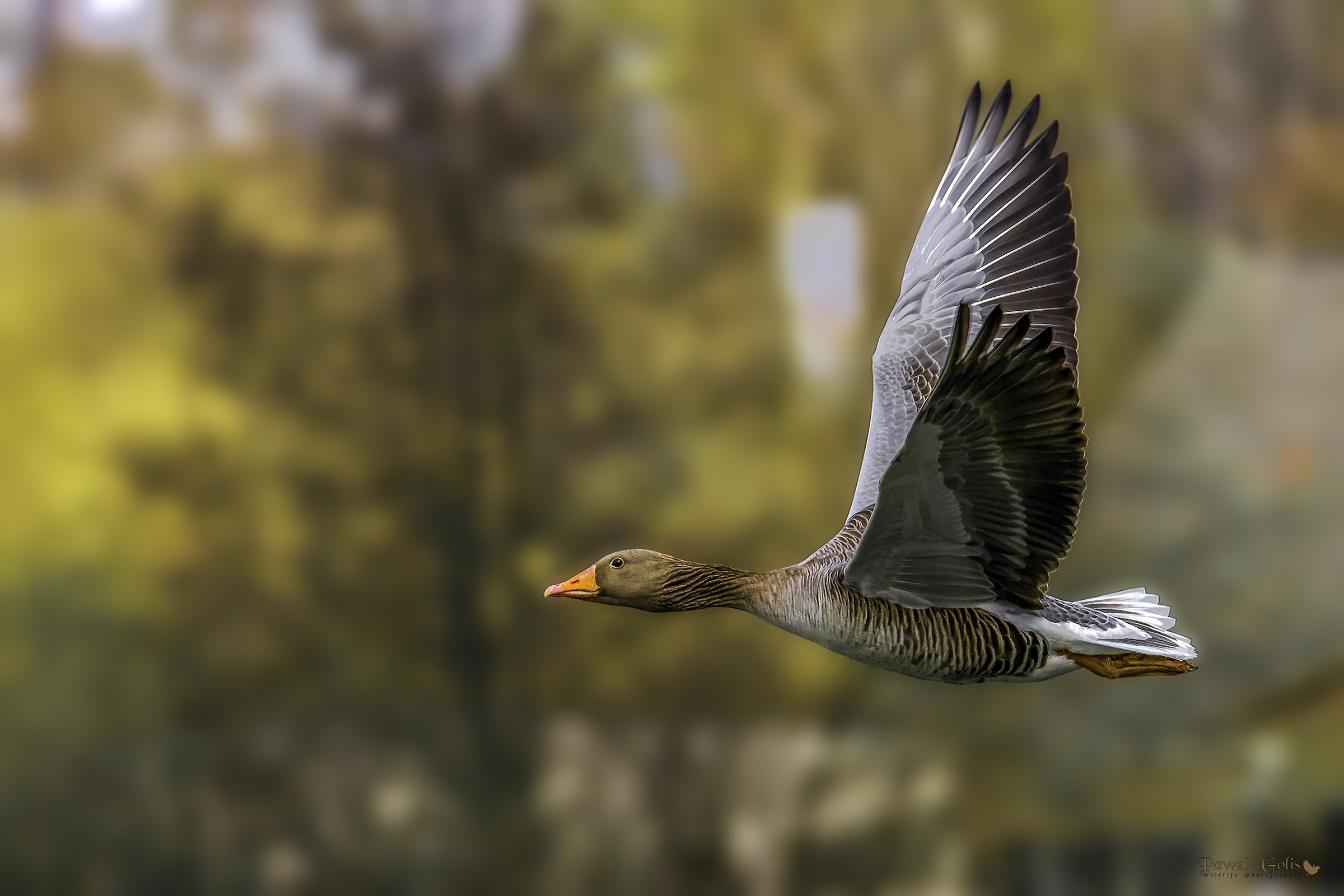 Greylag goose (Anser anser) in Fly
