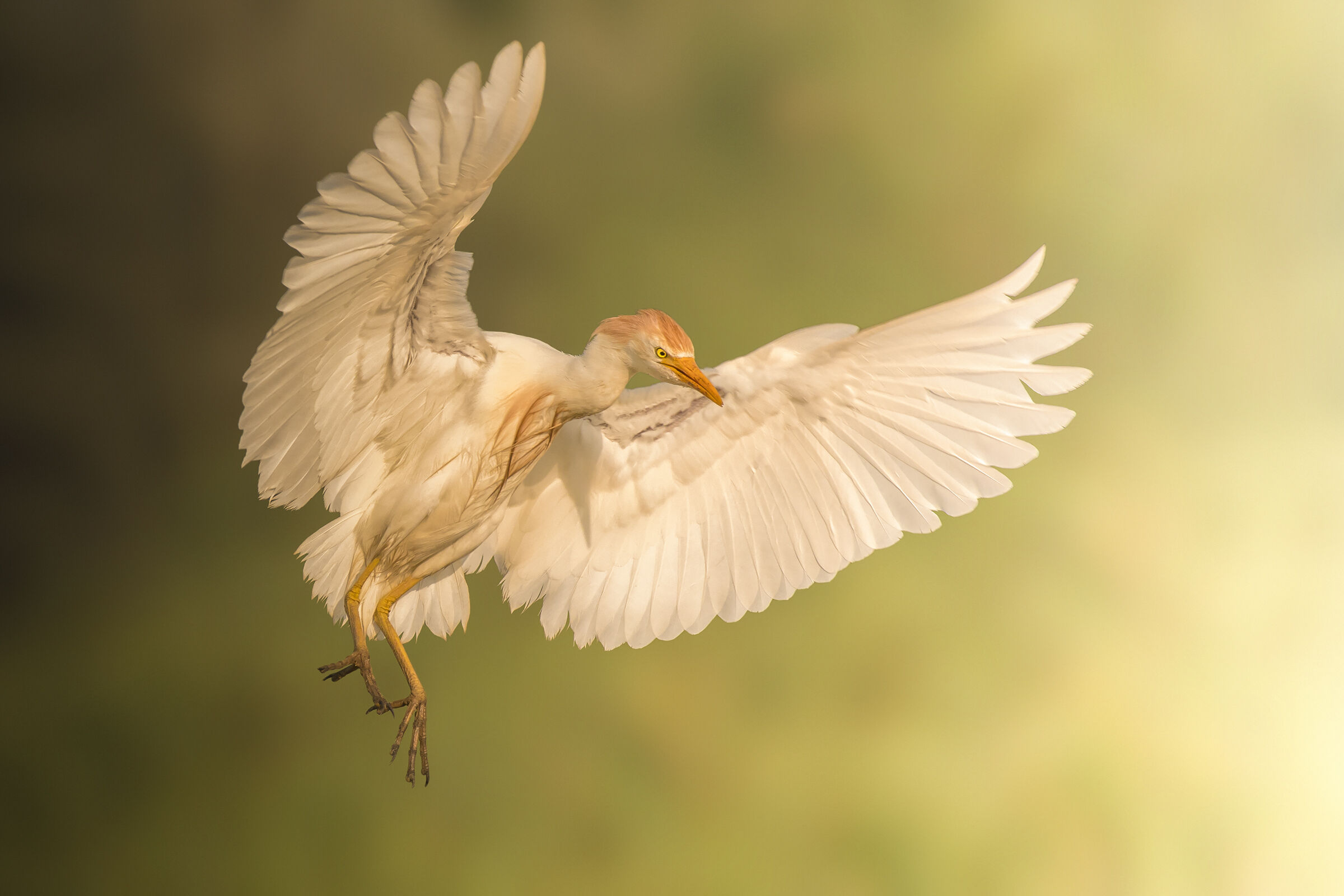 airone guardabuoi in atterraggio