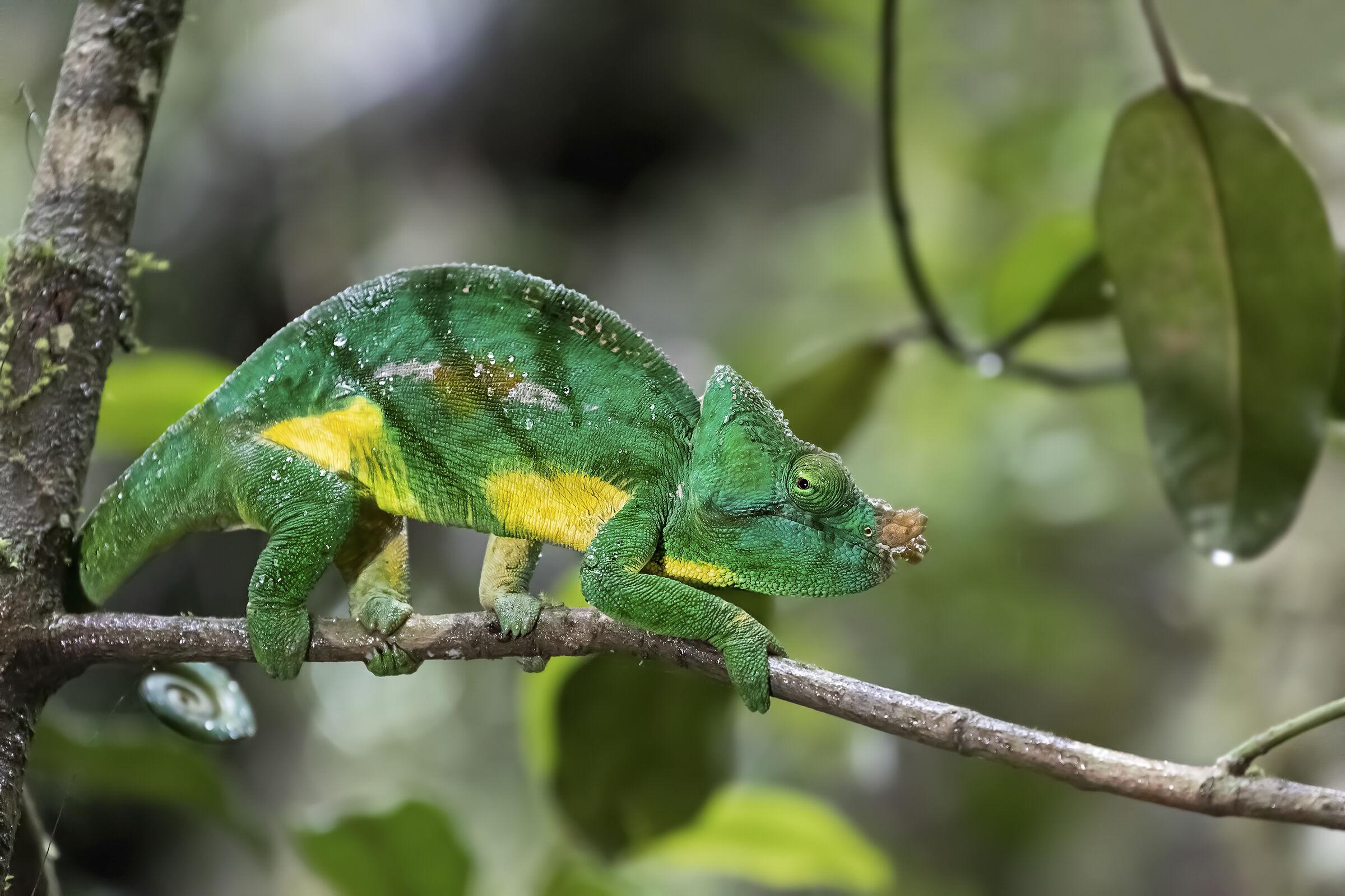 Sotto la pioggia con i Draghi