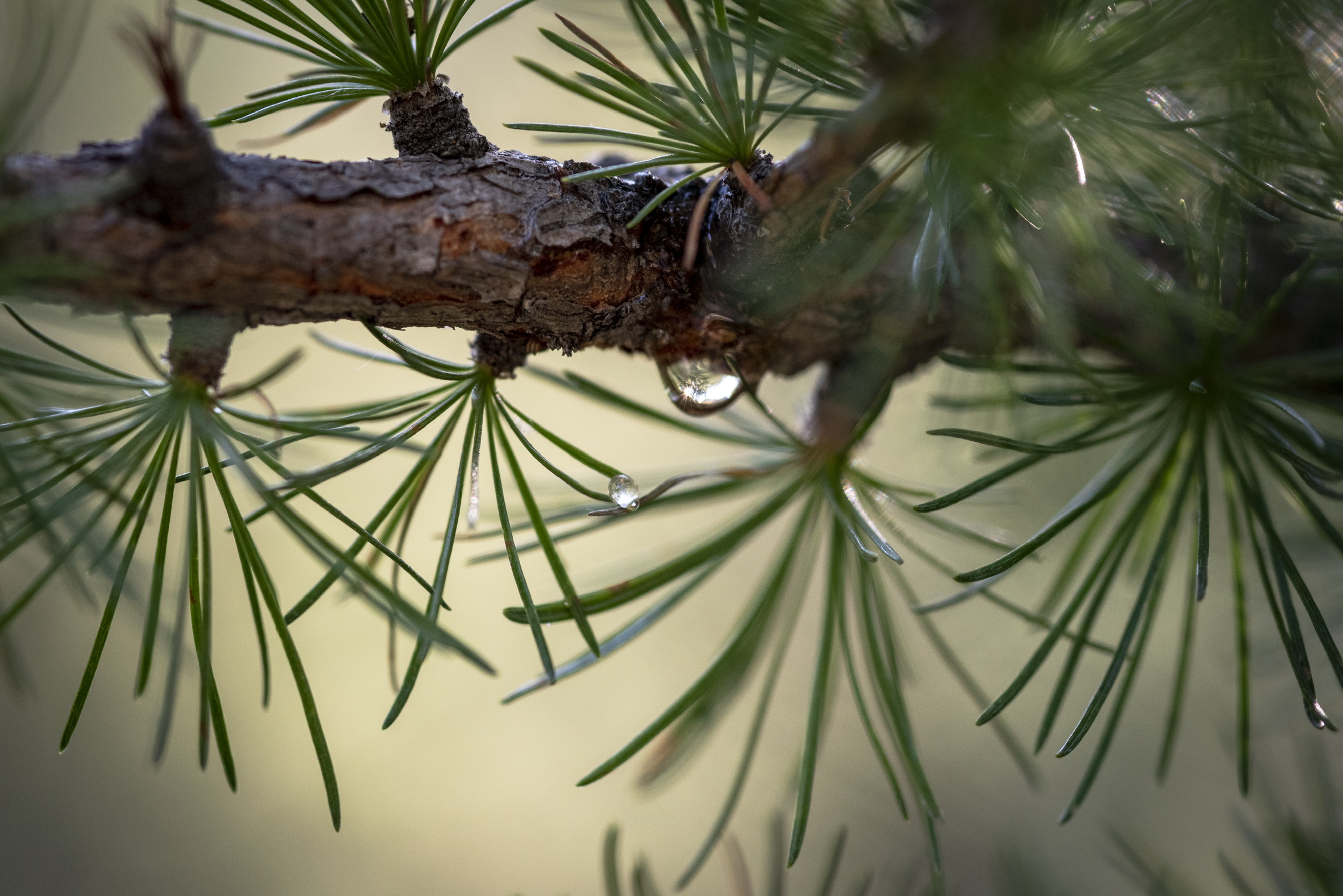 La stella nella goccia