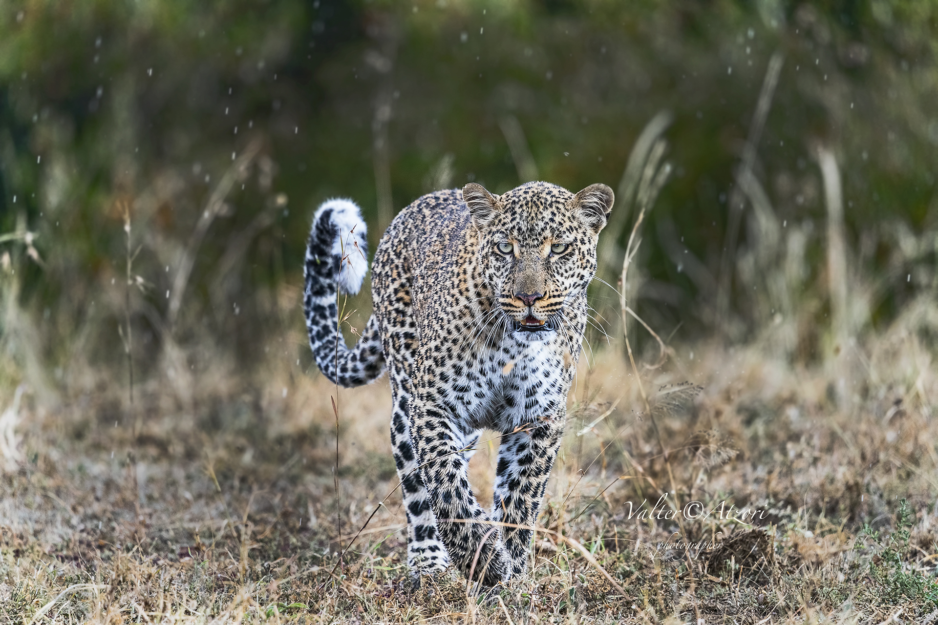 The Leopard eyes to eyes