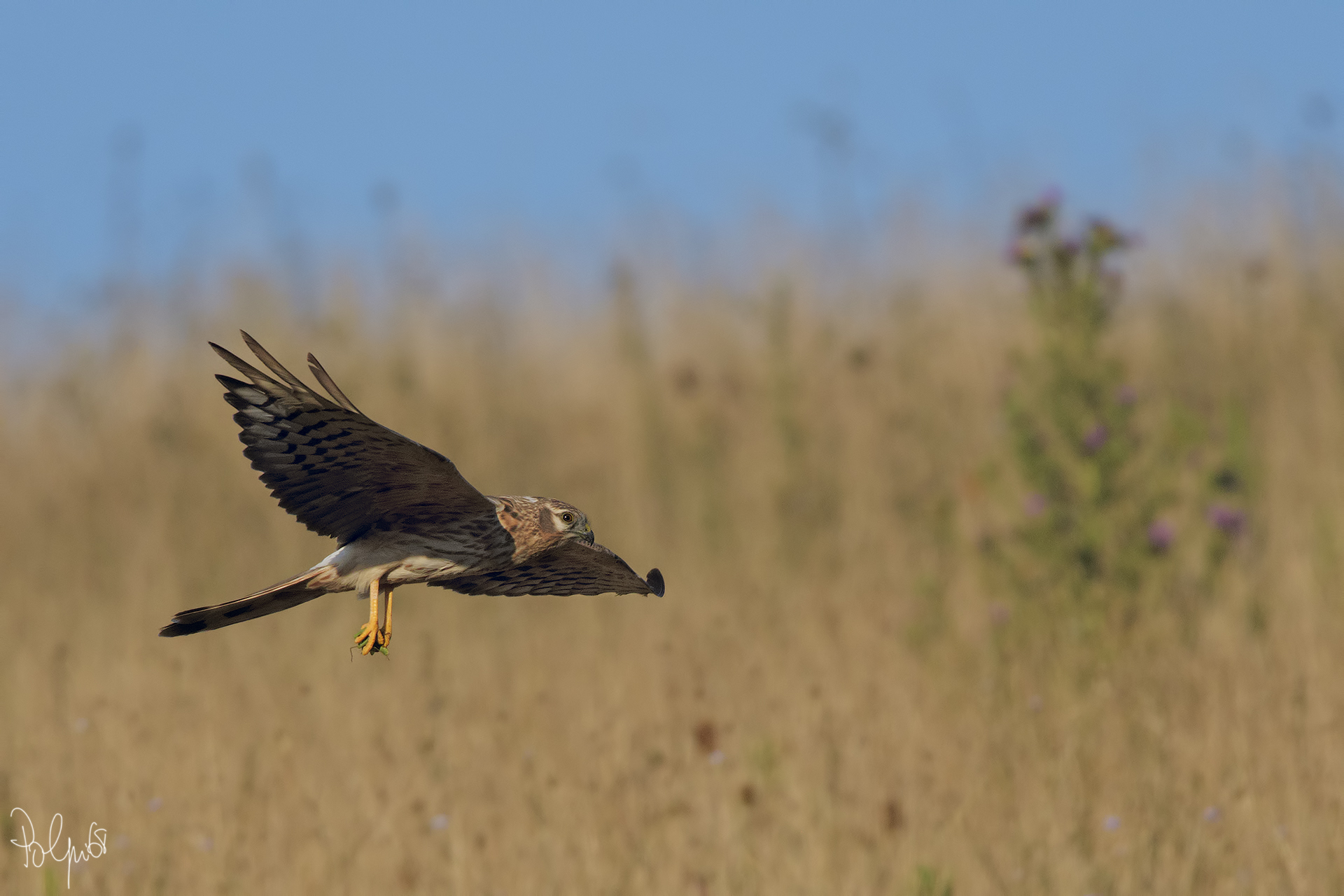 Albanella Minore Femmina
