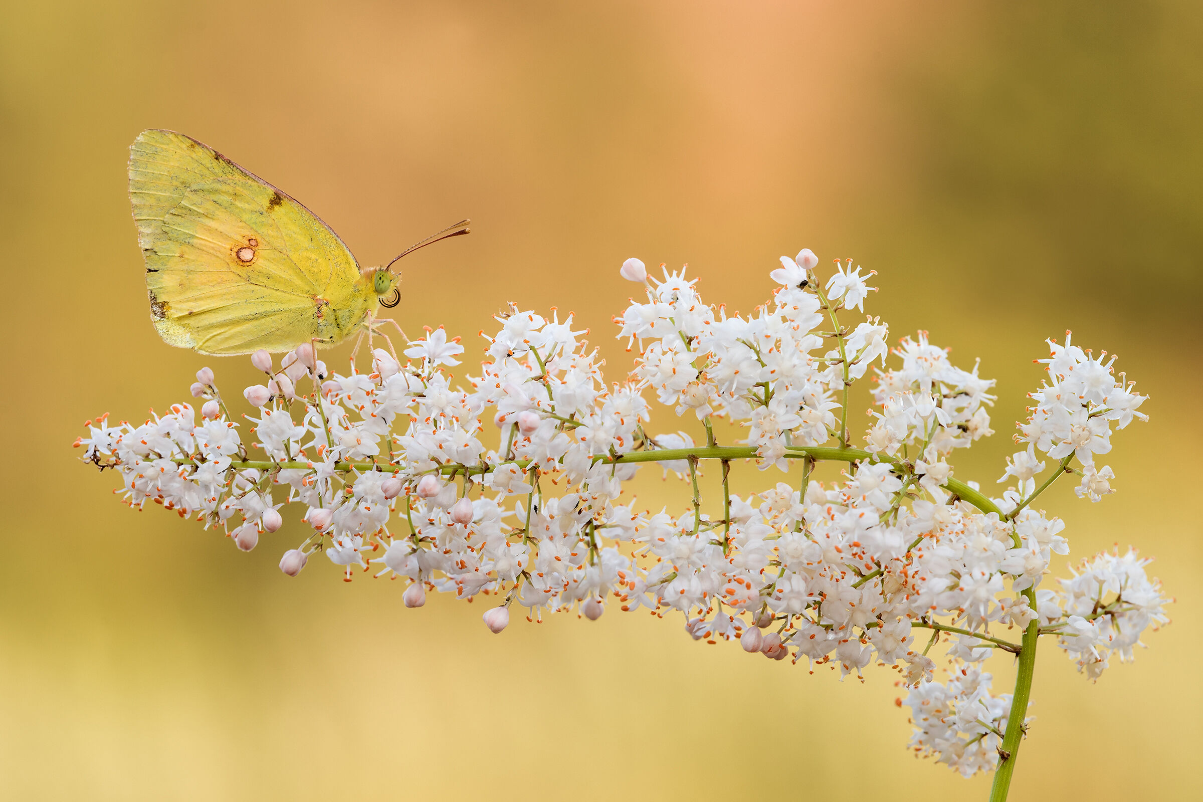 Colias crocea