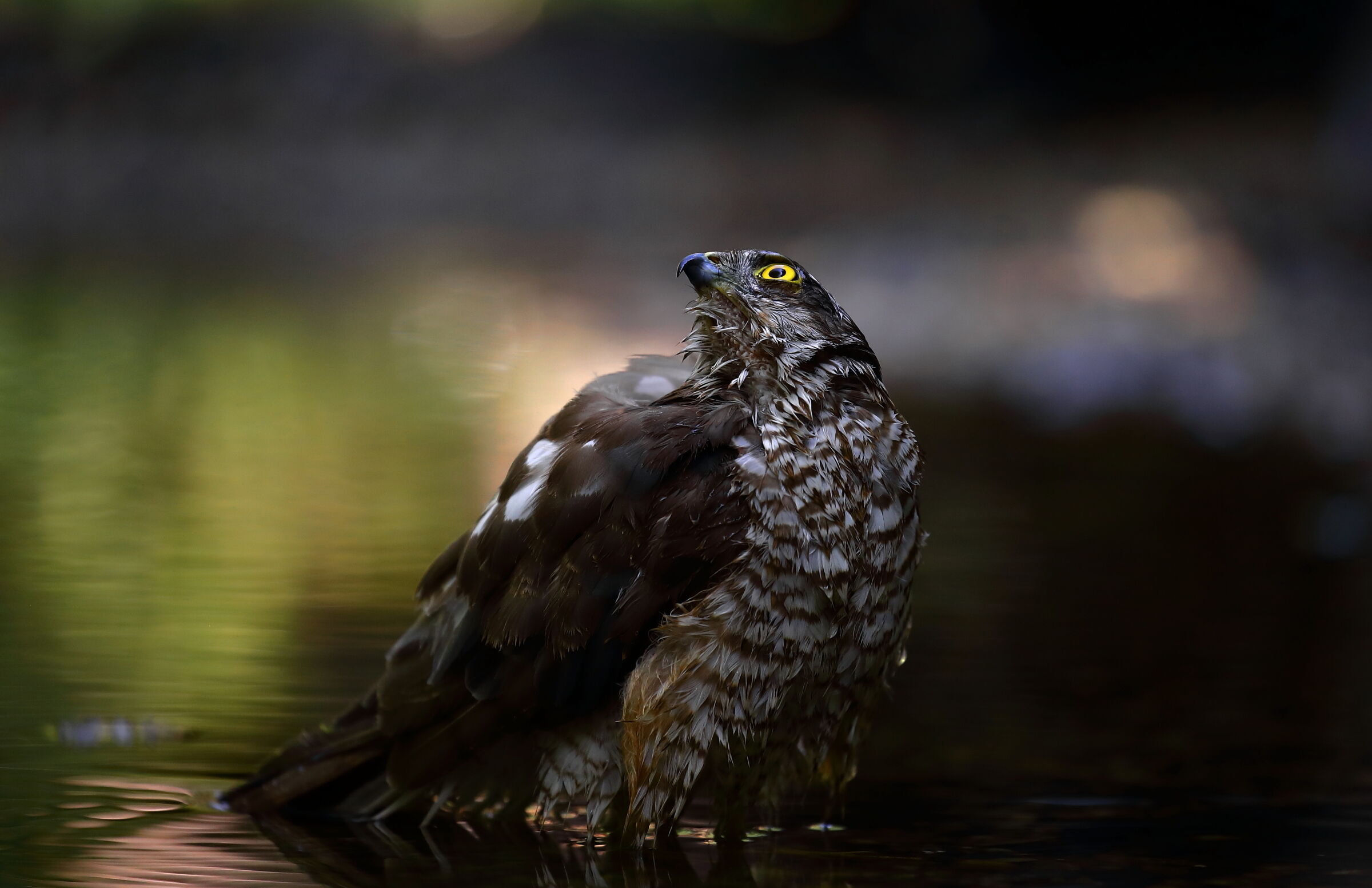 Sparviere maschio adulto