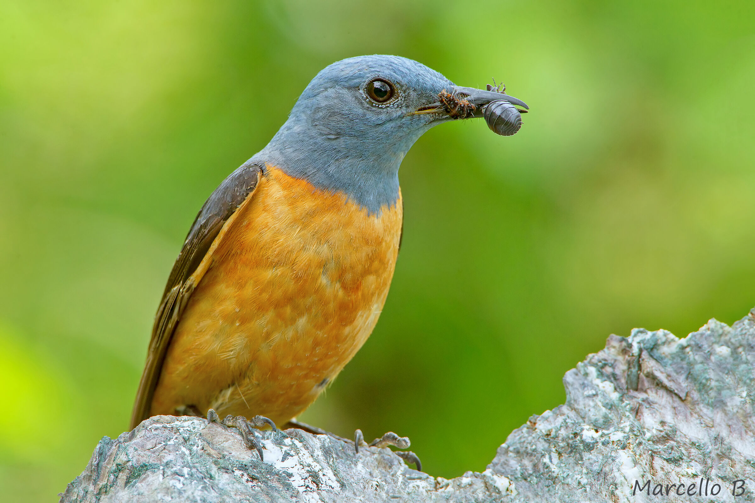 Codirossone Common rock thrush (Monticola saxatilis)
