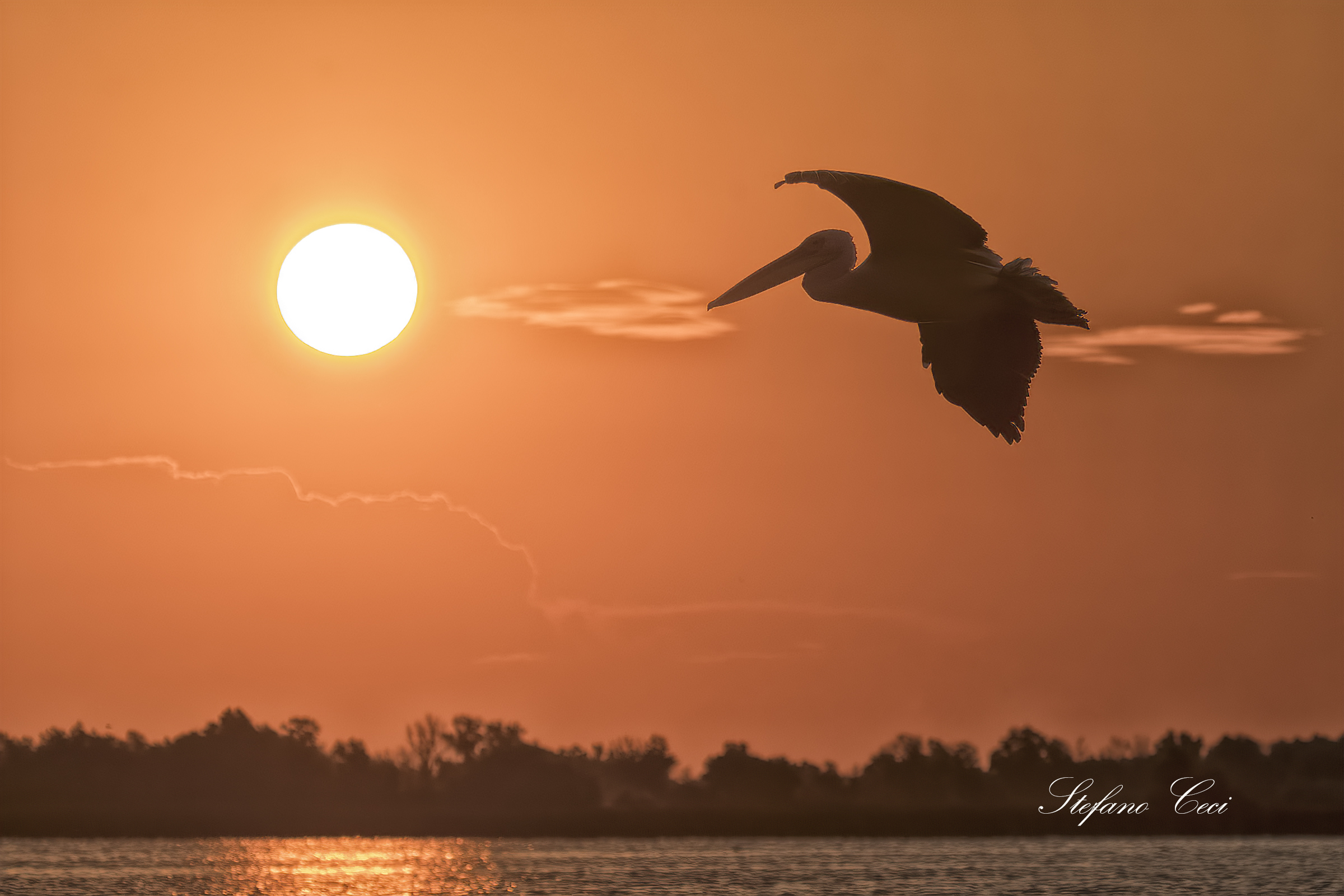 White Pelican at dawn