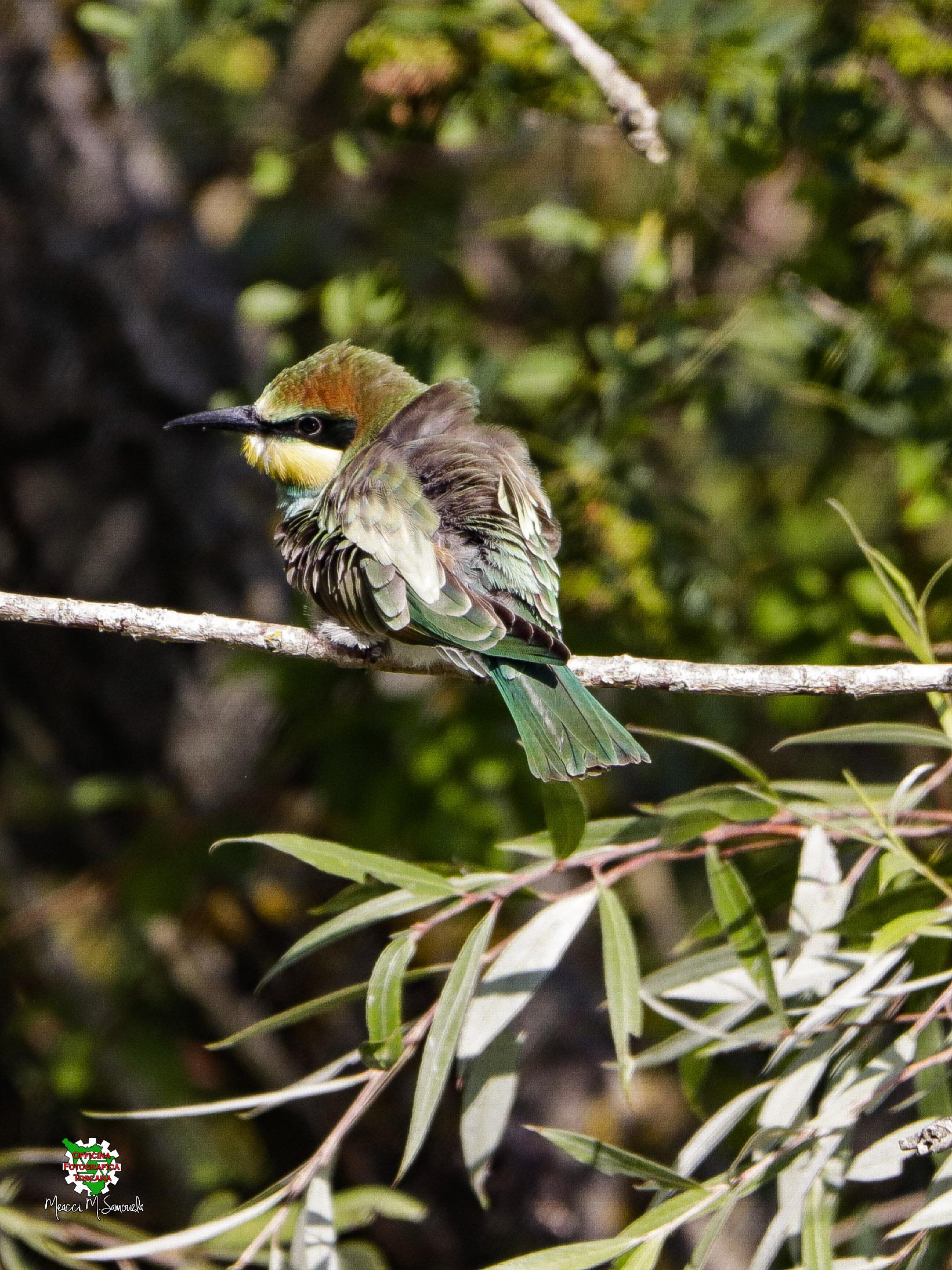 Young Gruccione's Shrug
