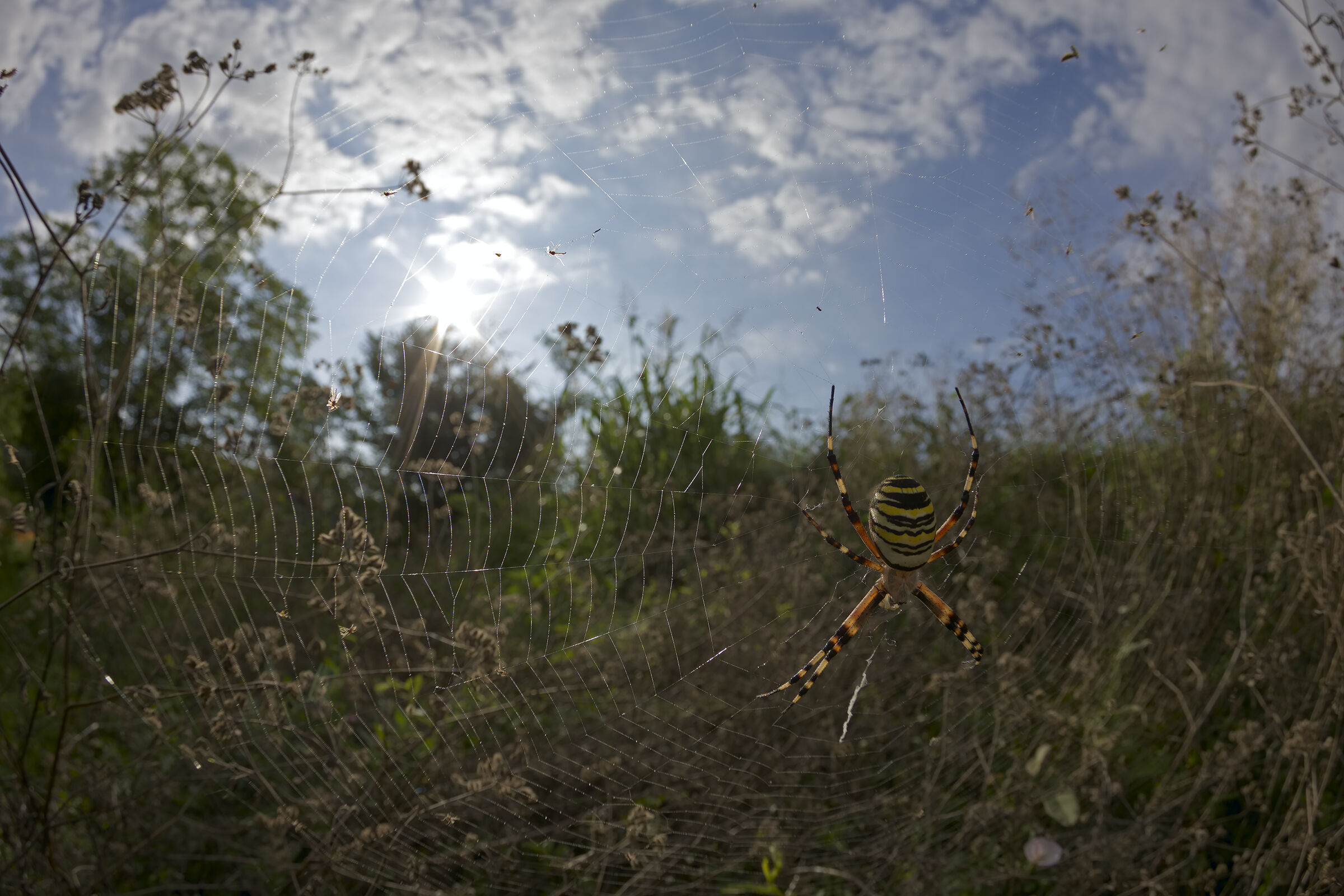 Bruennichi argiope in the web