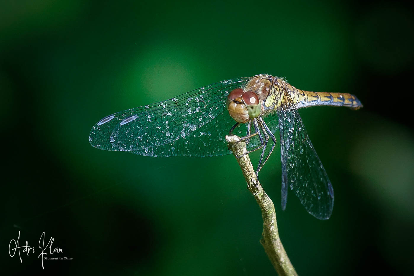 Dragonfly