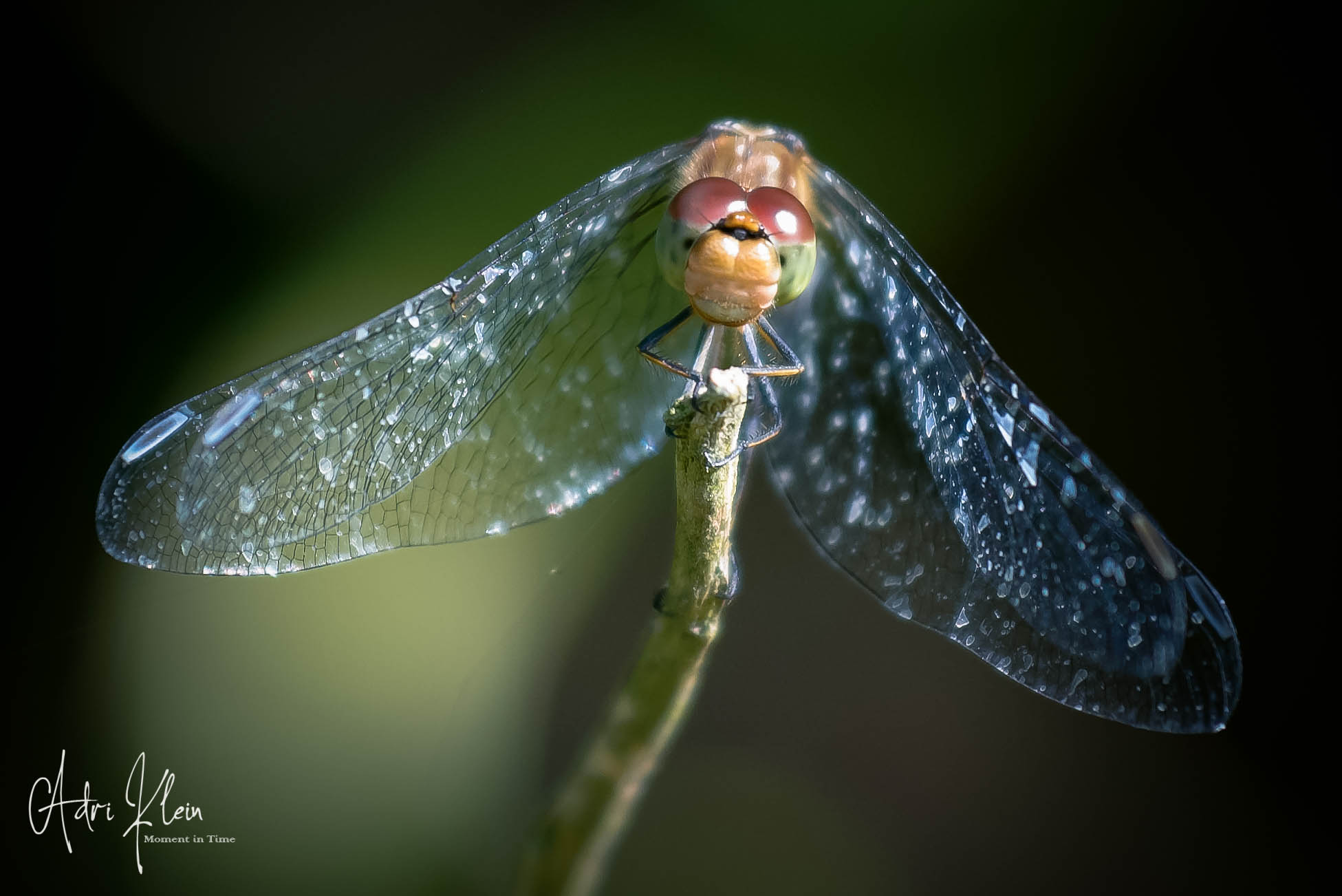 Dragonfly