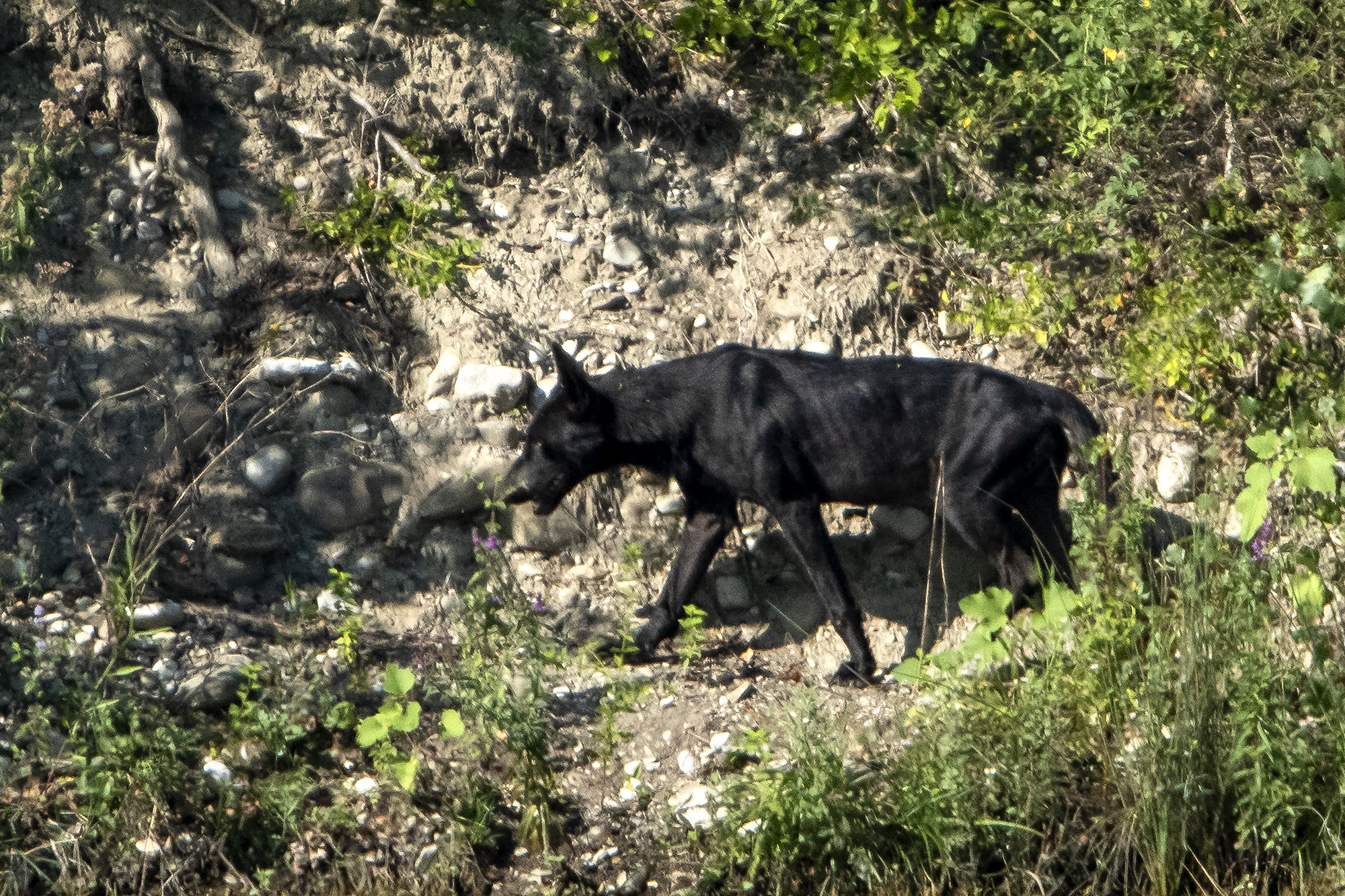 Canis lupus italicus variante melanica (documentativa)