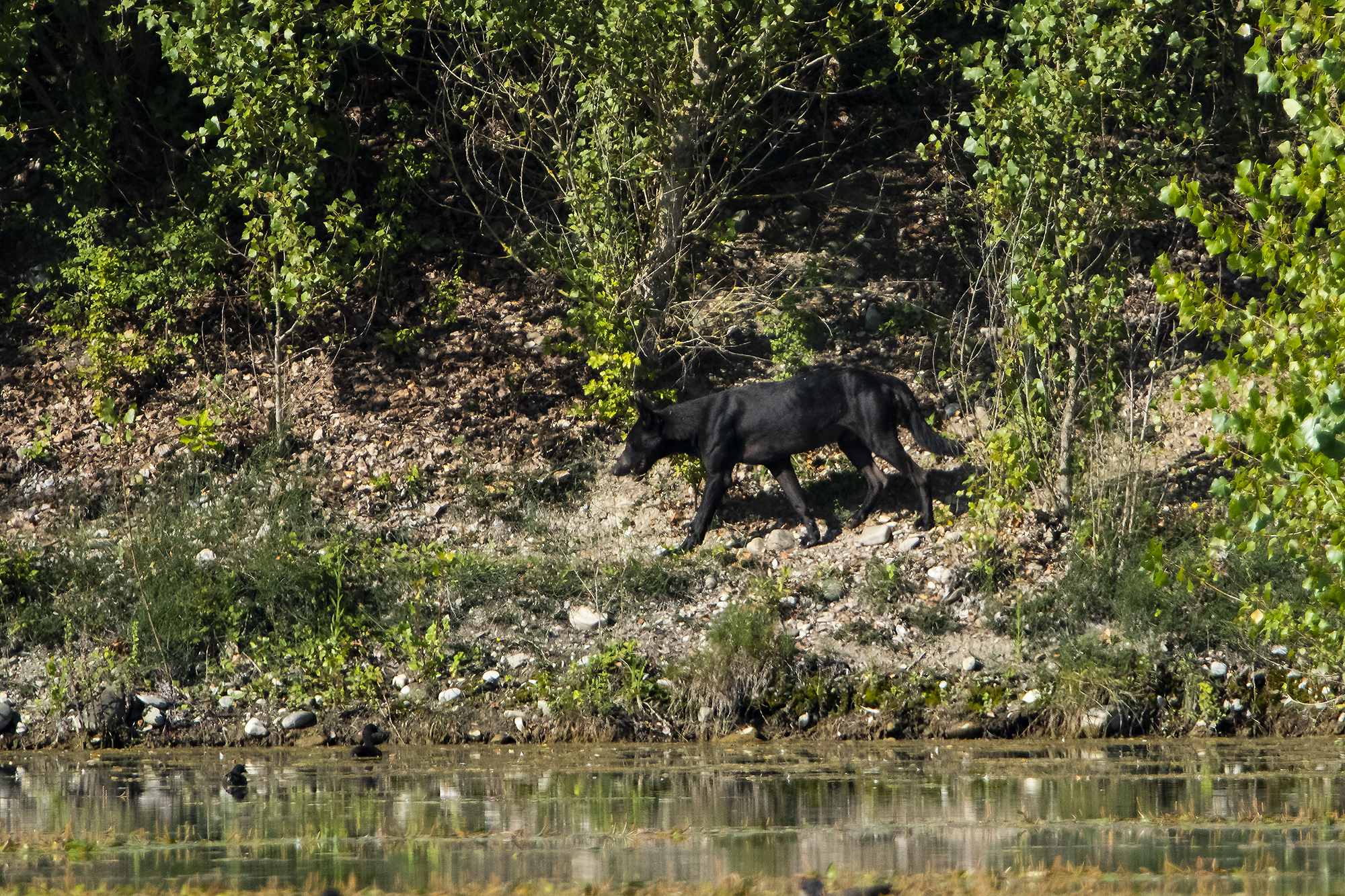 Canis lupus italicus variante melanica (documentativa)