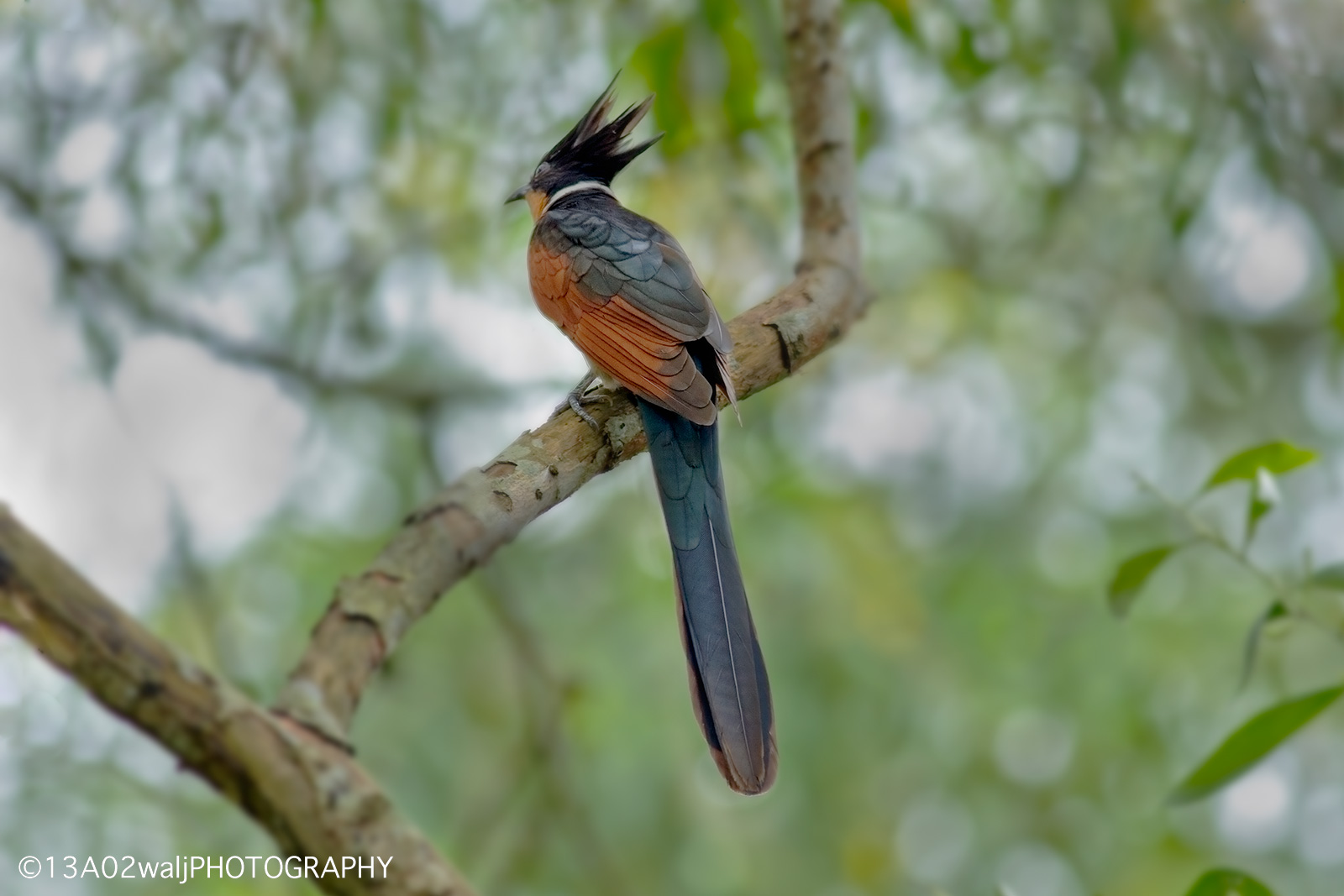 Chestnut-Winged Cuckoo