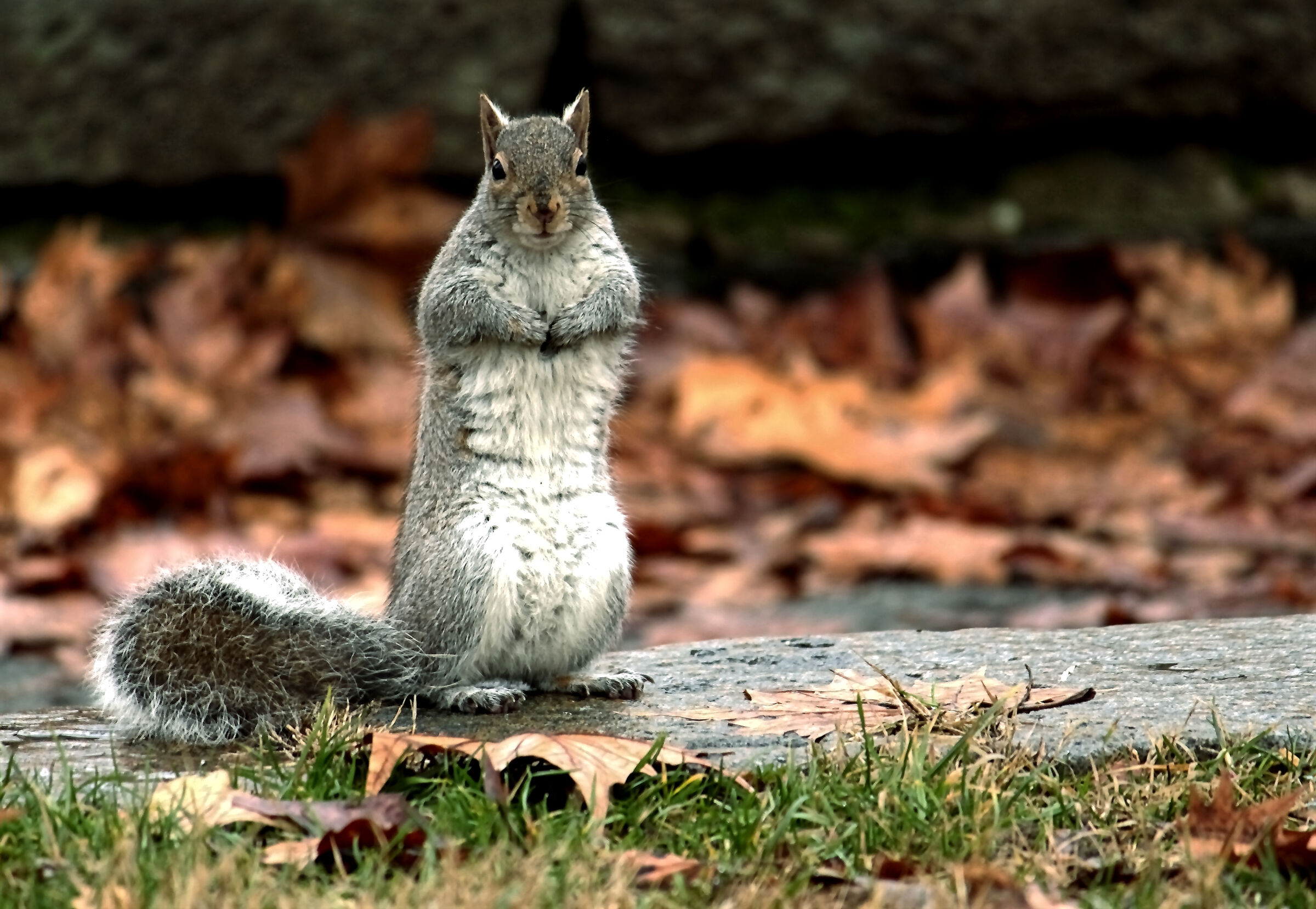 ...scusate avete visto Ciop ?