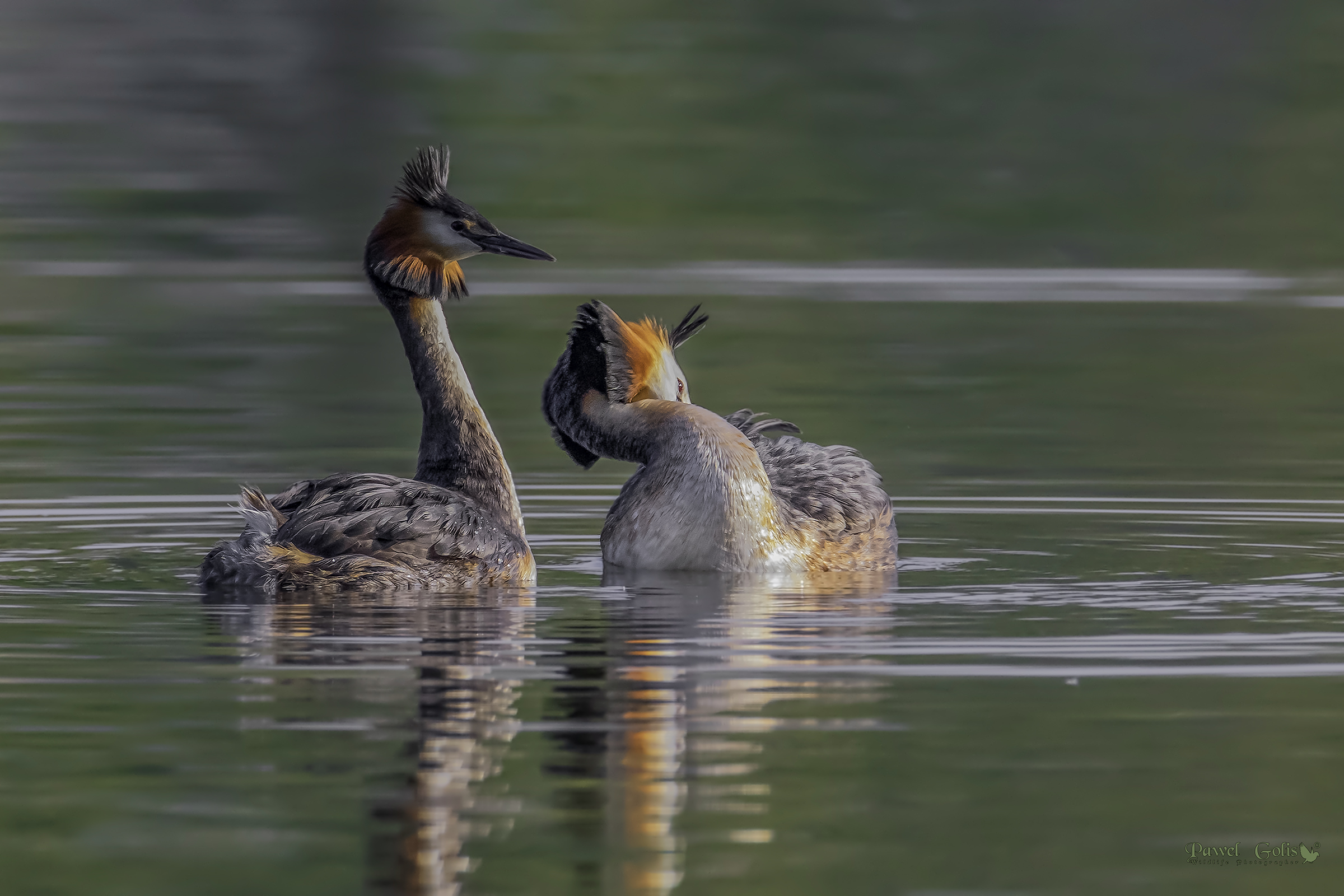 Grande grasso crestato (Podiceps cristatus)