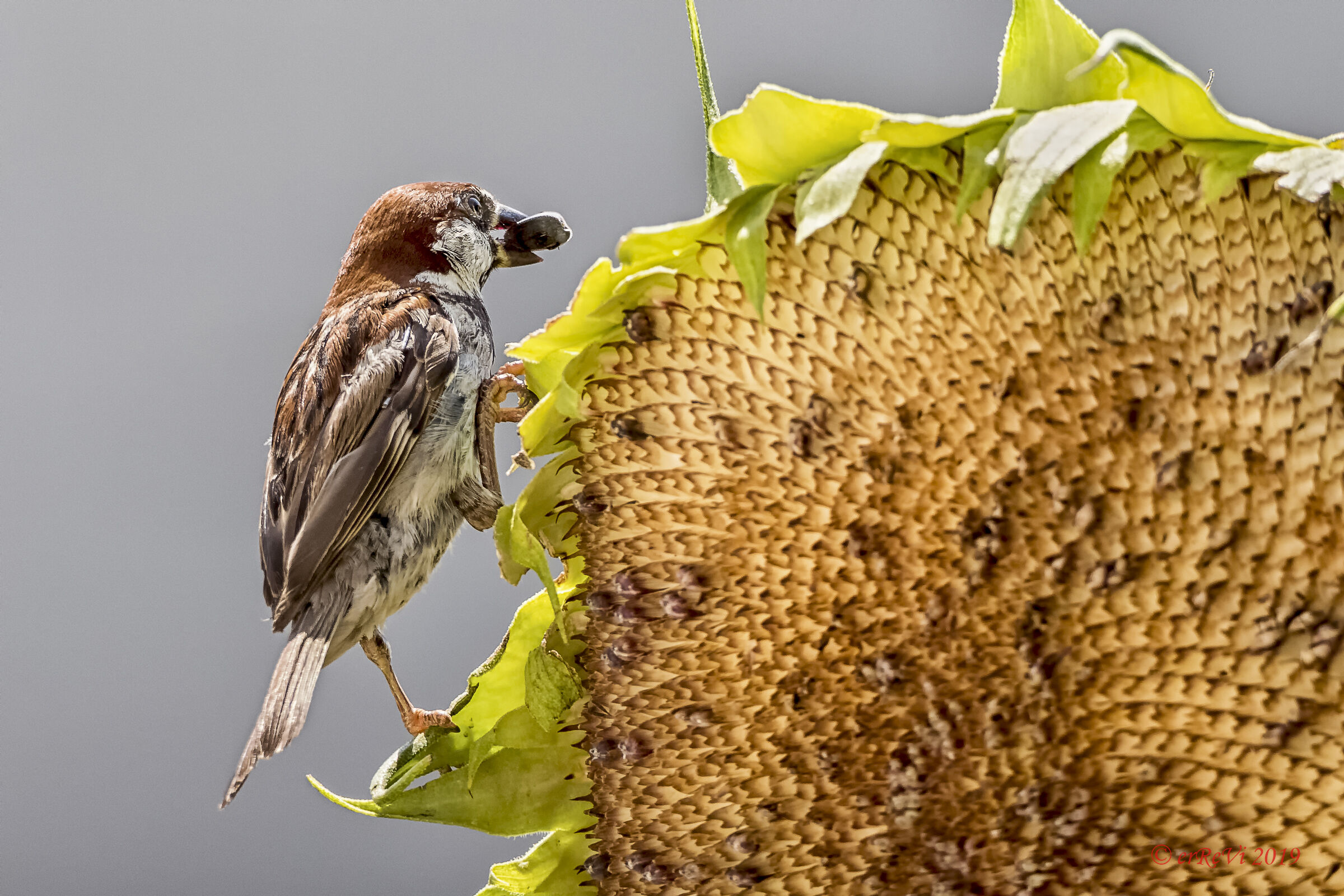 There's only one left