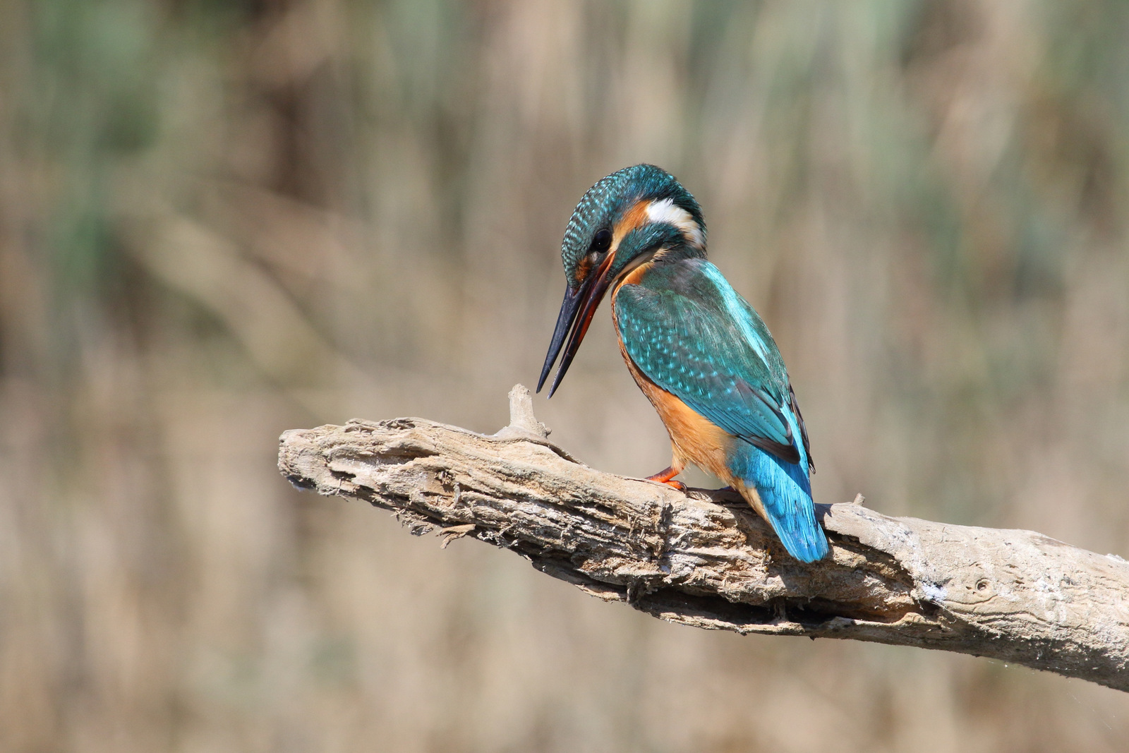 Martin Fisher 2019 3