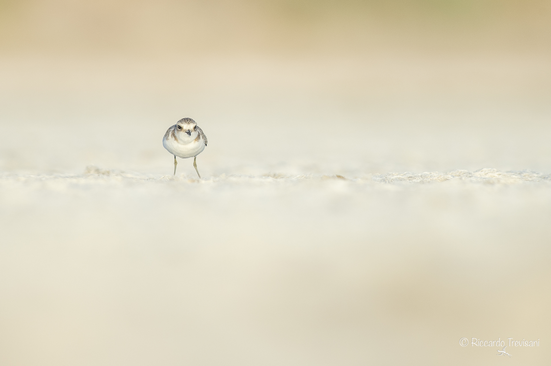 kentish plover, tono su tono