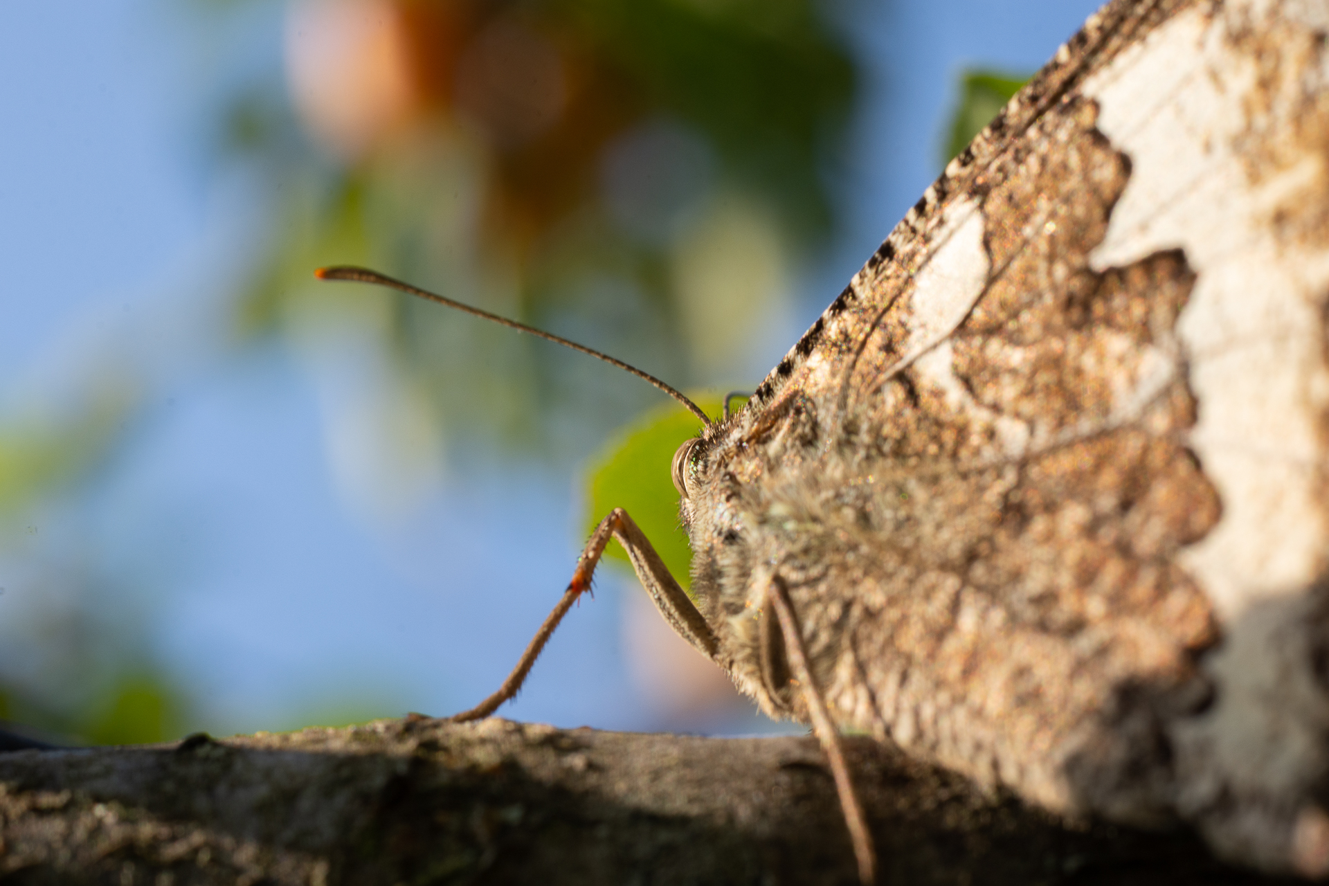 Zhuangzi sognò di essere una farfalla