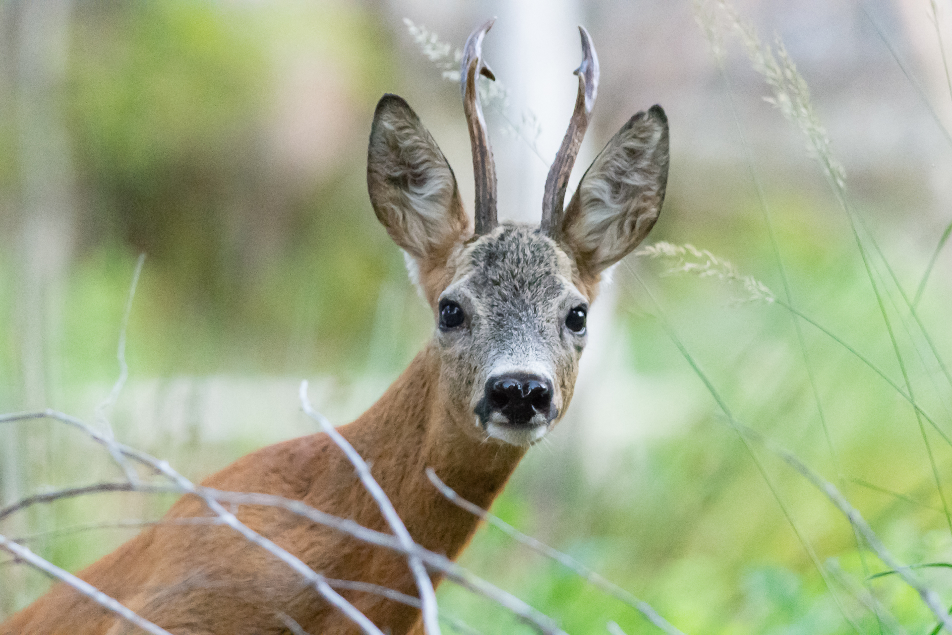meeting in the woods