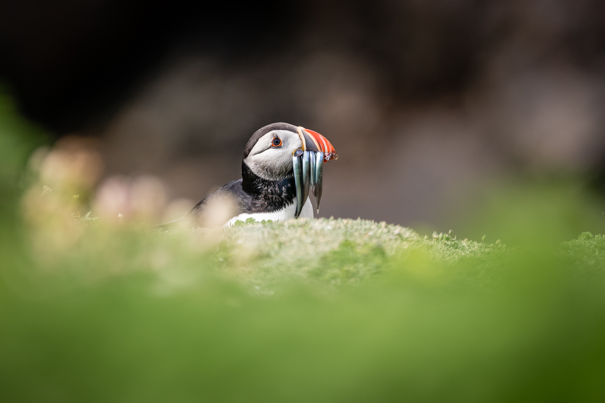 pulcinella di mare atlantica