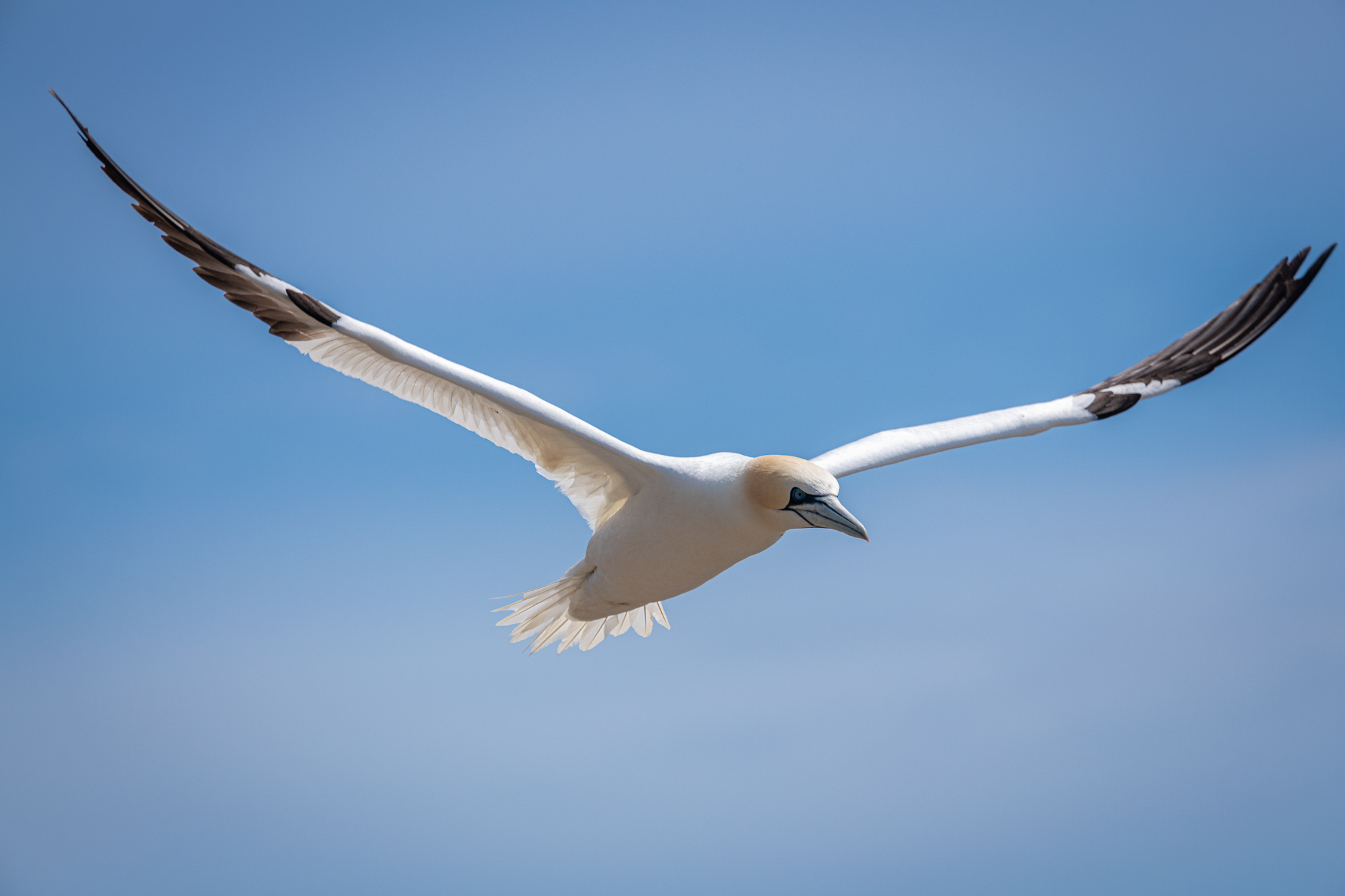 Northern gannet