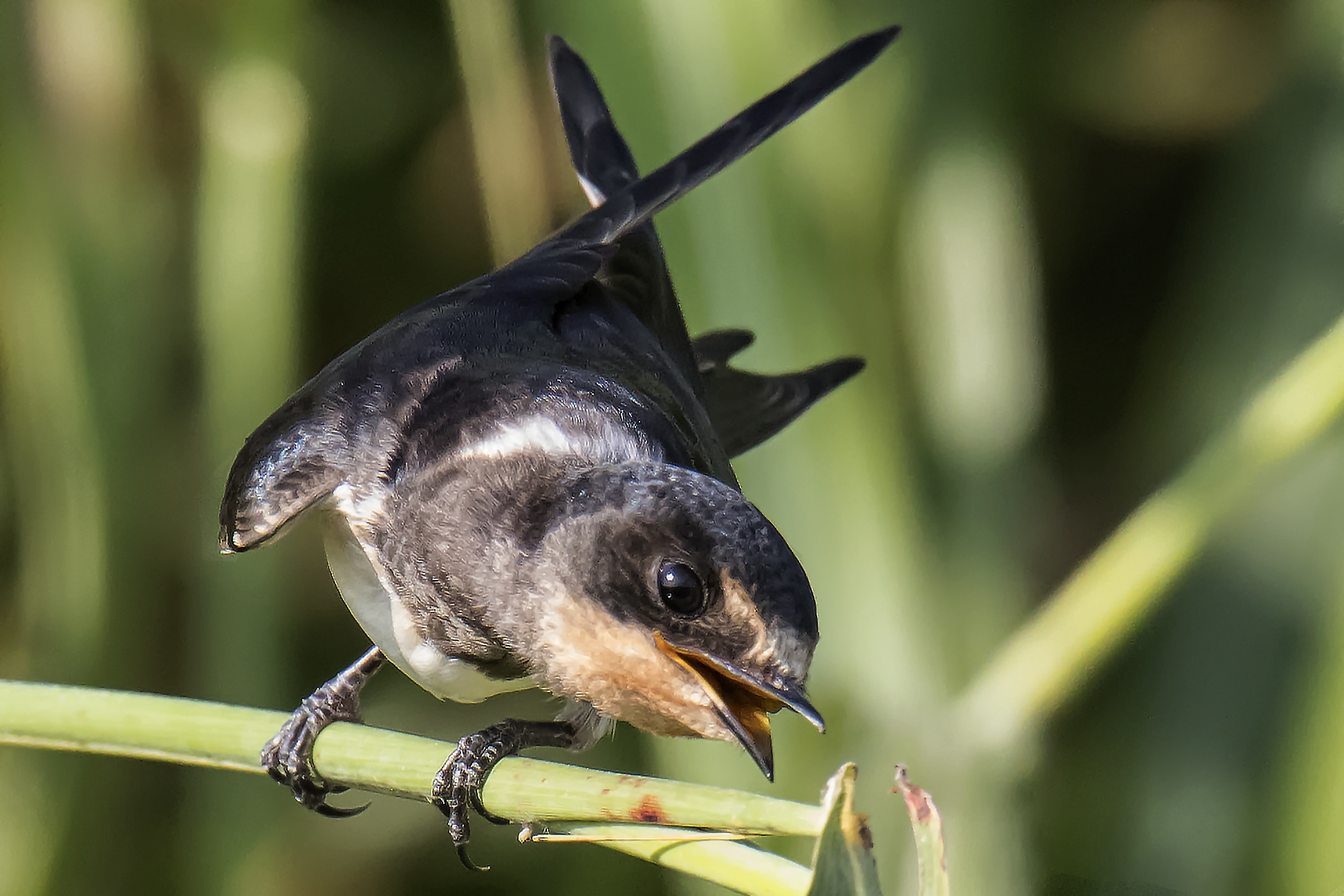 young swallow