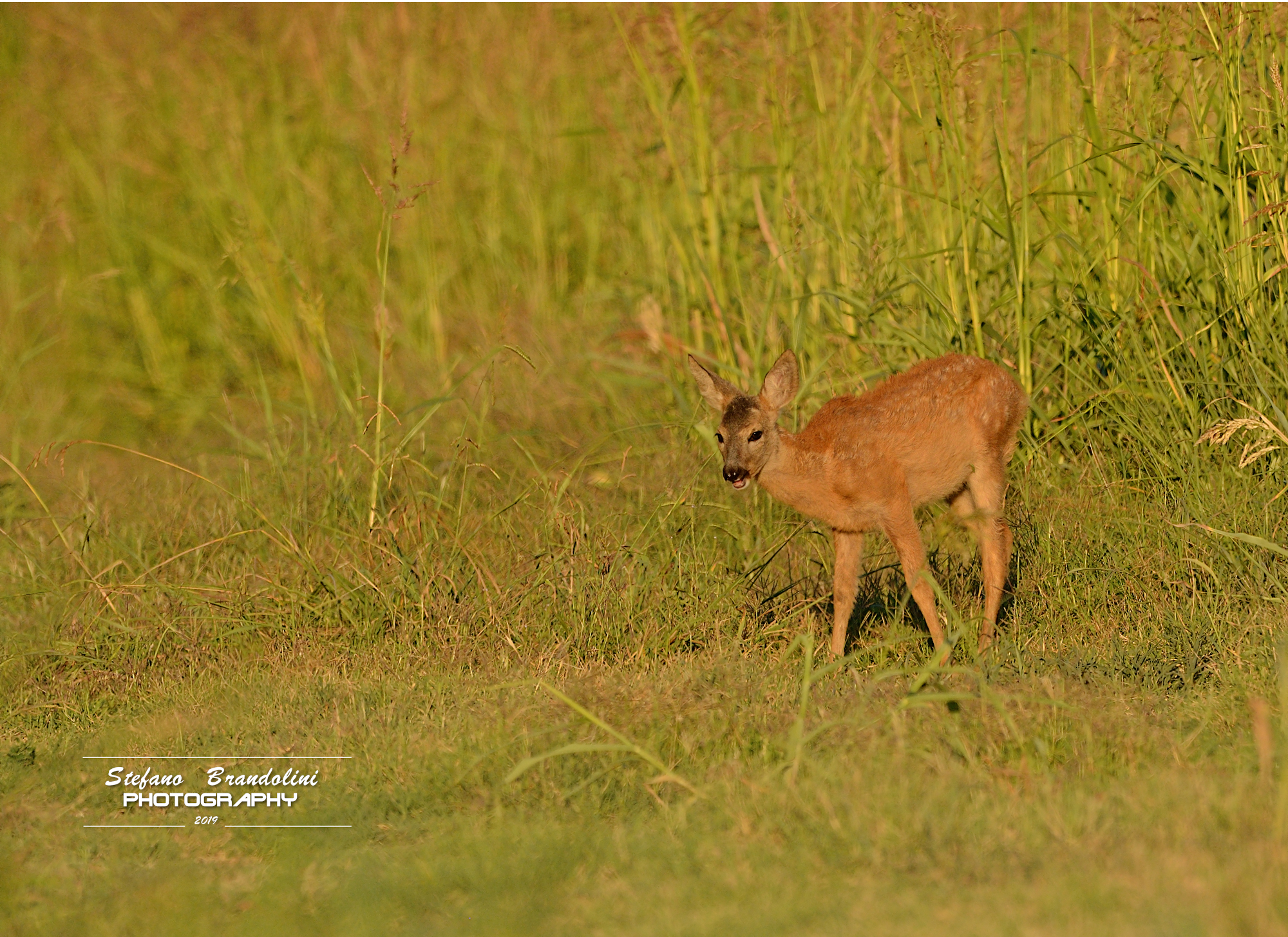 capriolo juv